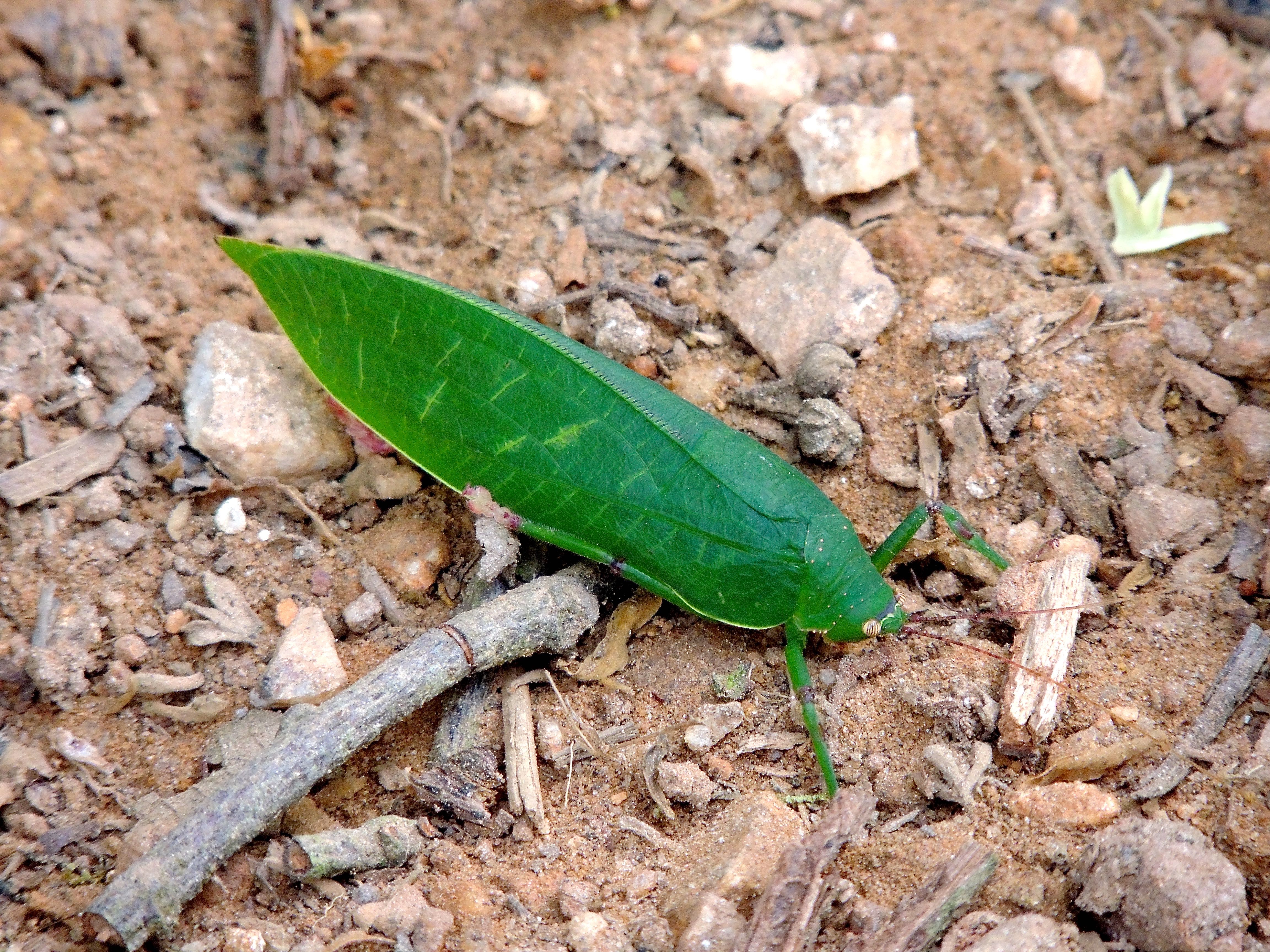 Leaf Katydid