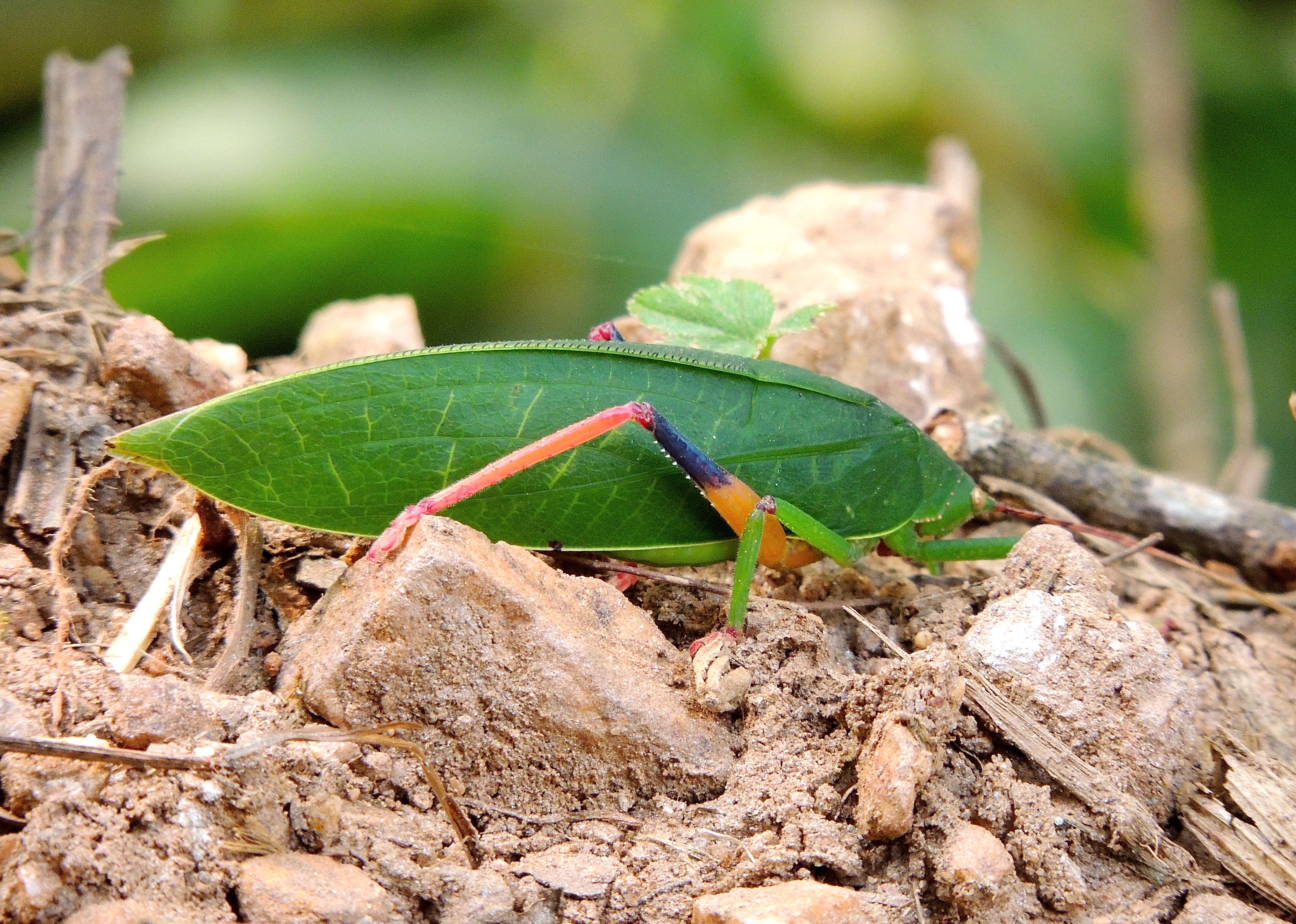 Leaf Katydid