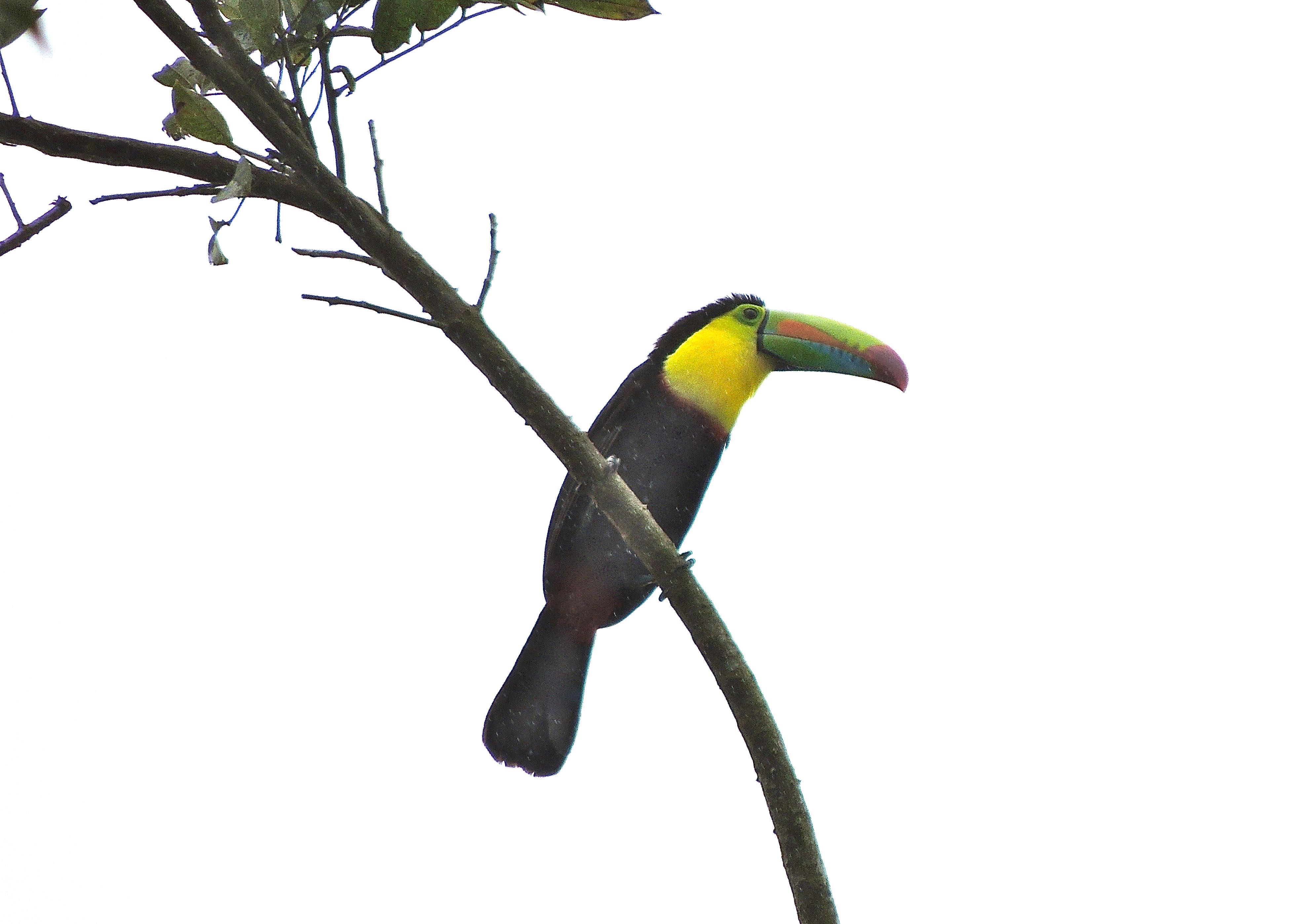 Keel-billed Toucan