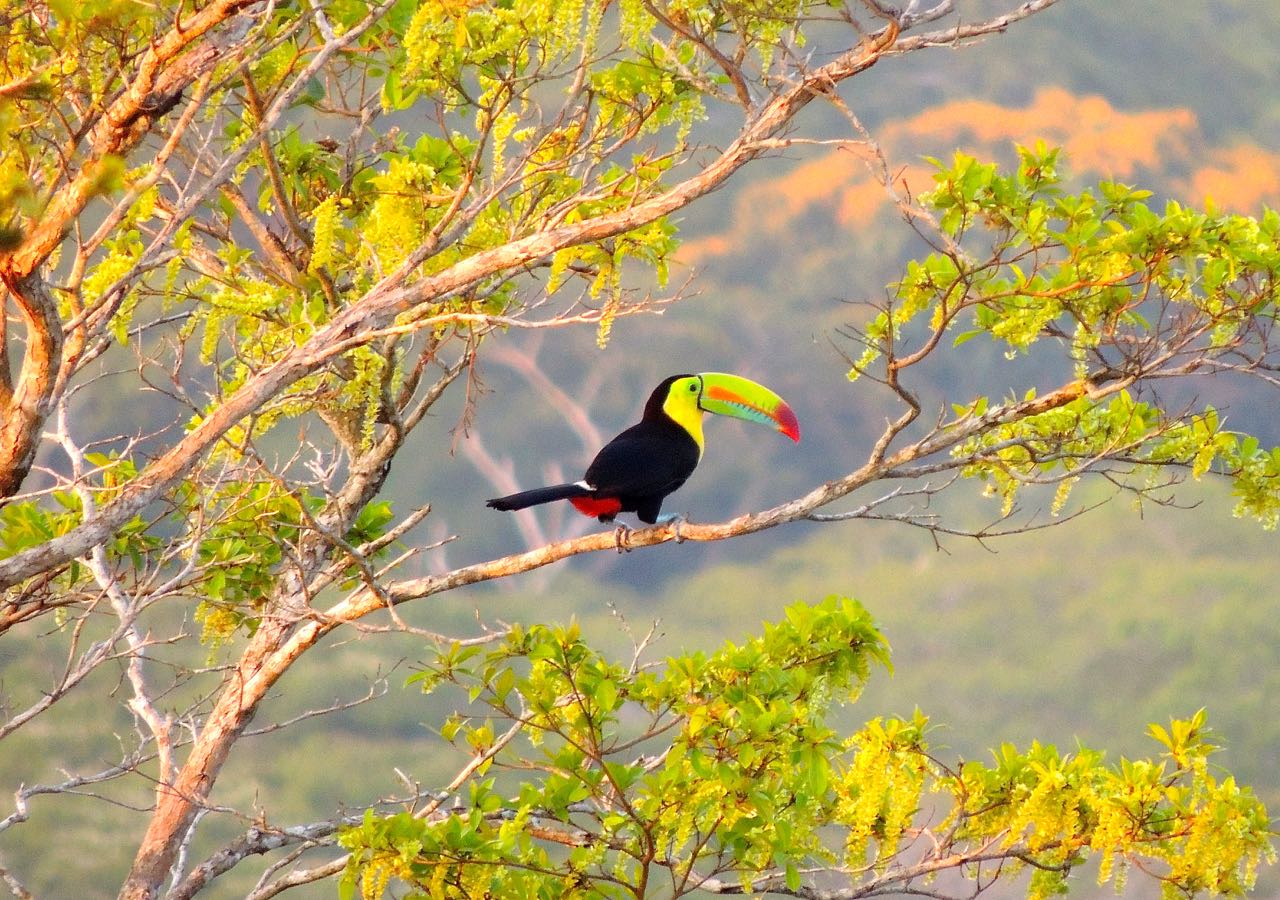 Keel-billed Toucan