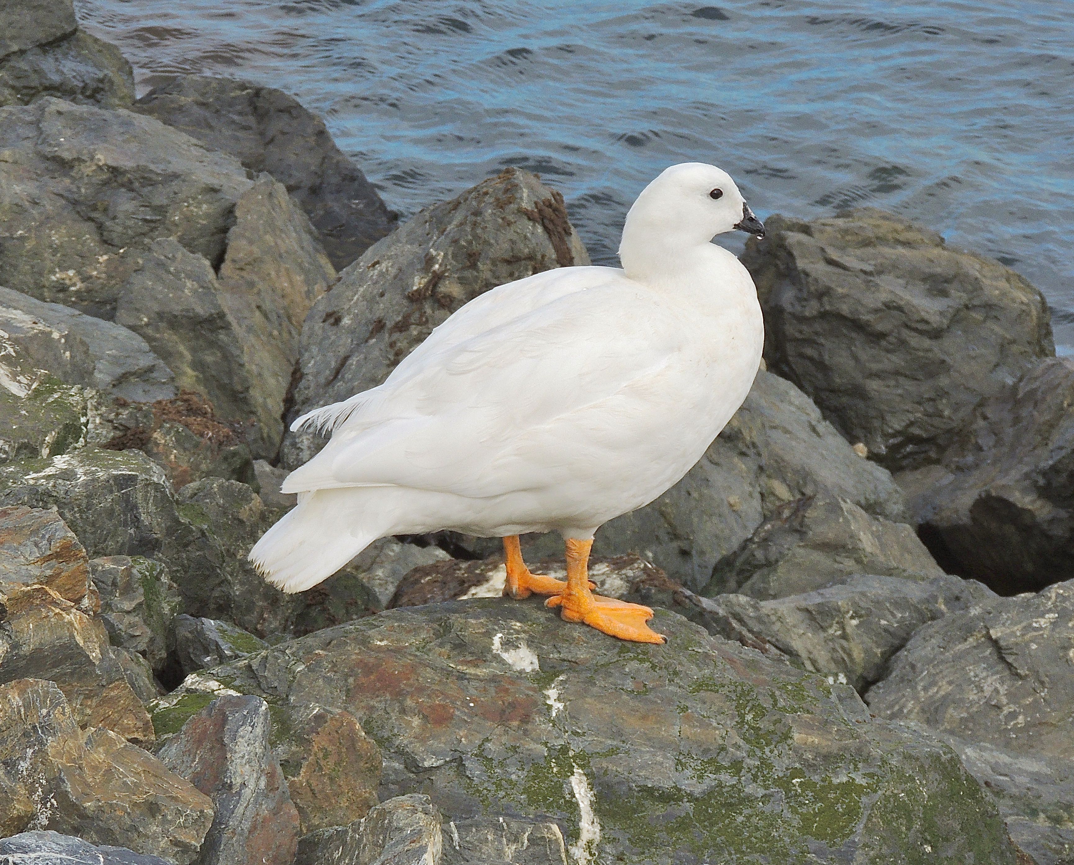 Kelp Goose