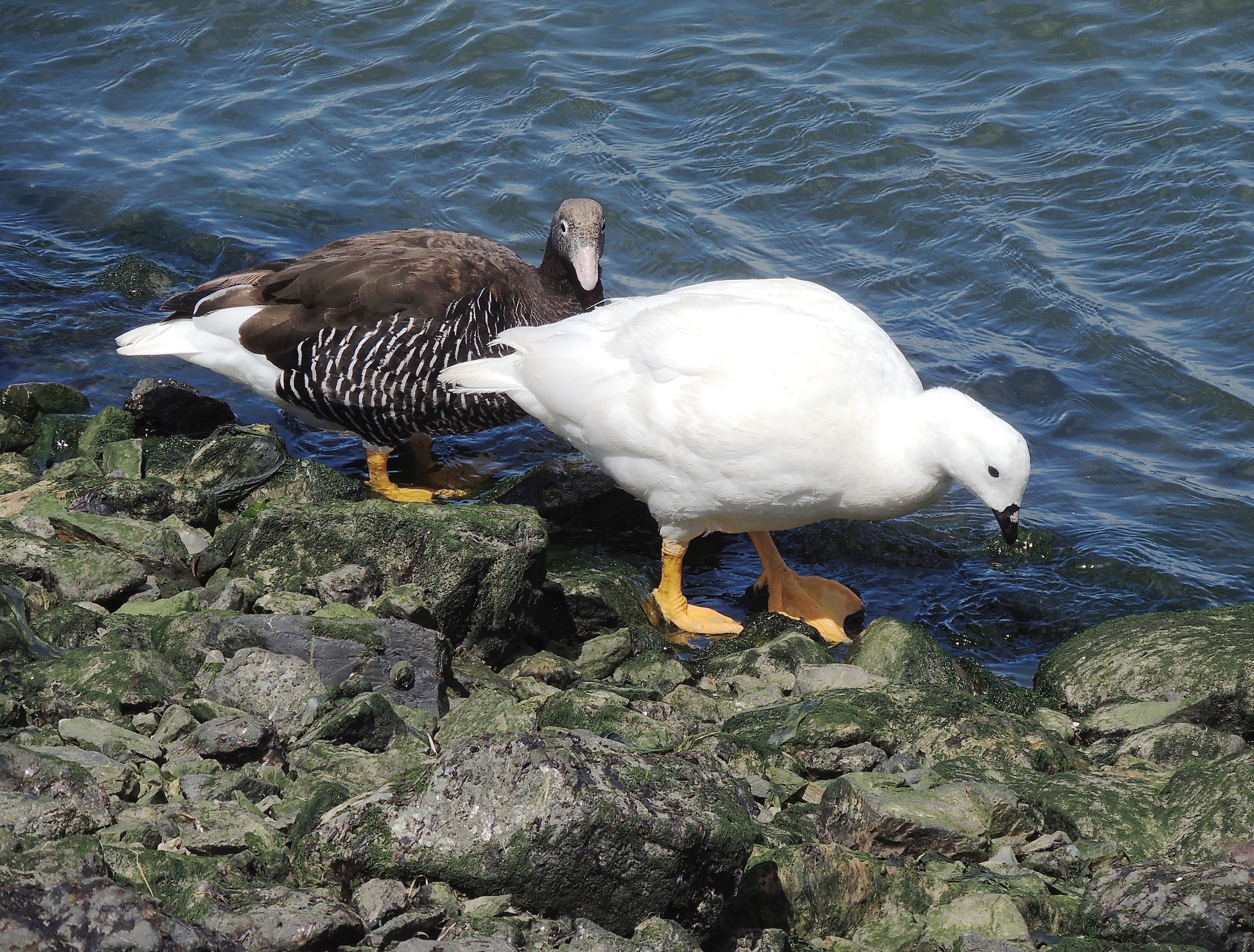 Kelp Geese