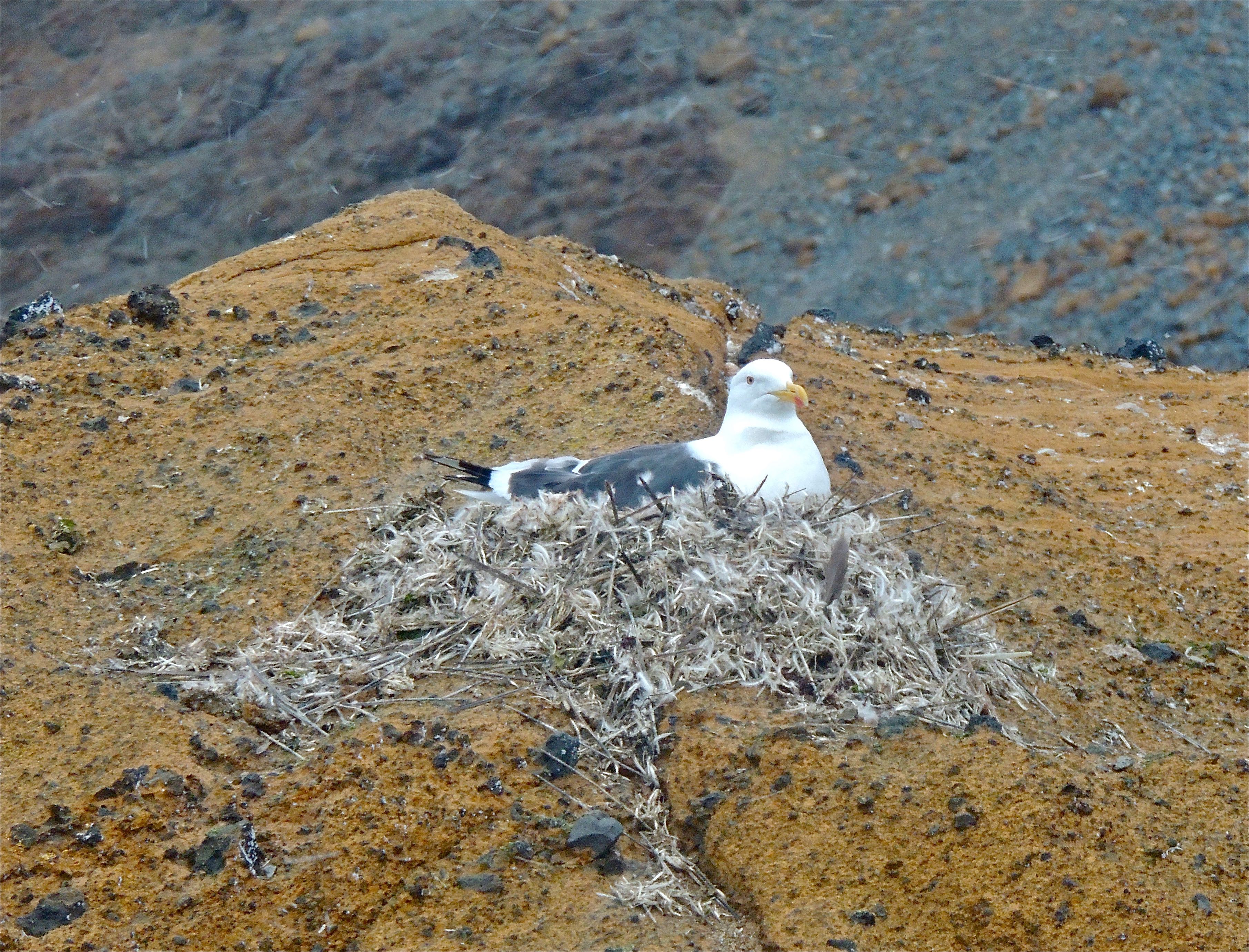 Kelp Gull