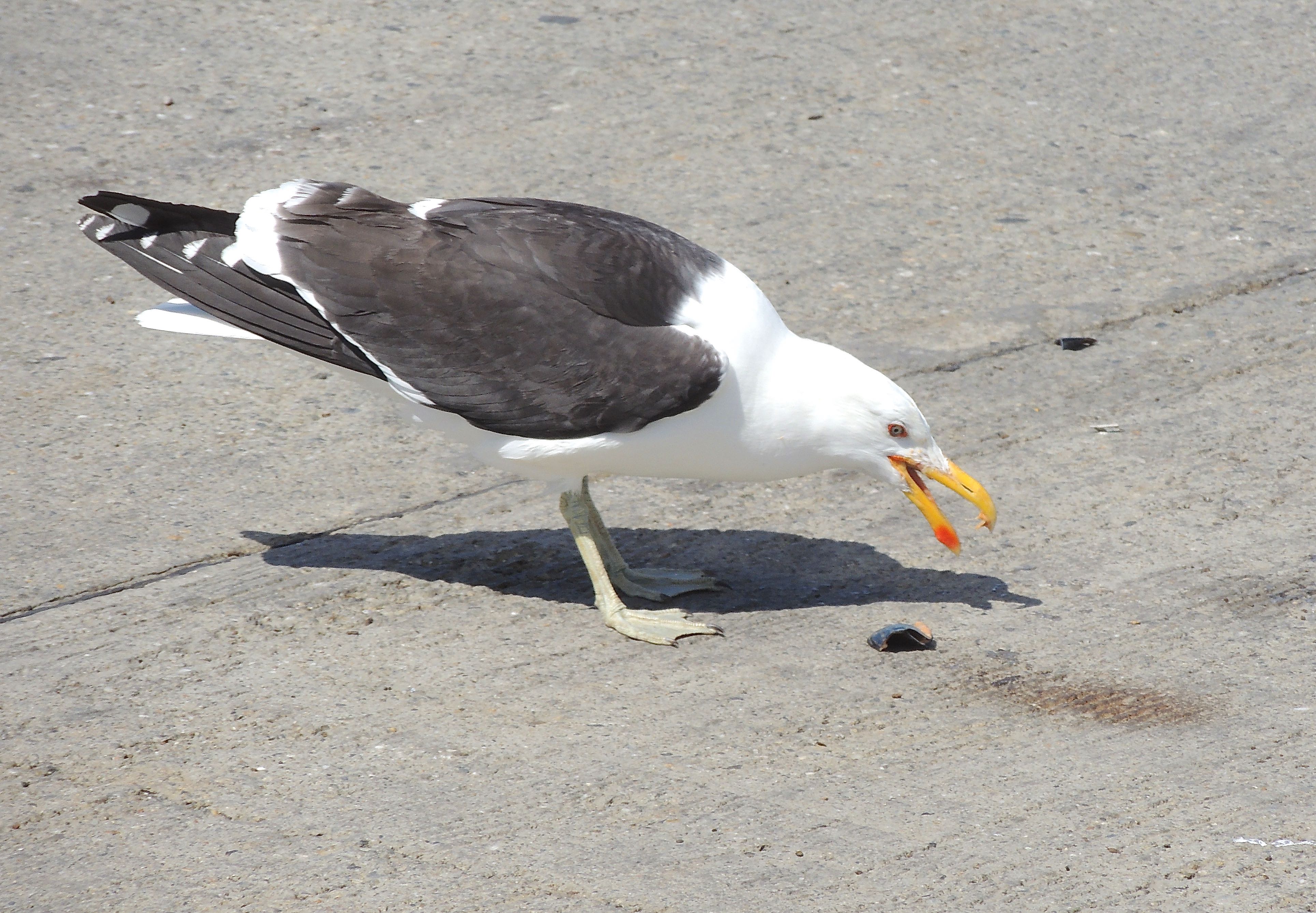 Kelp Gull