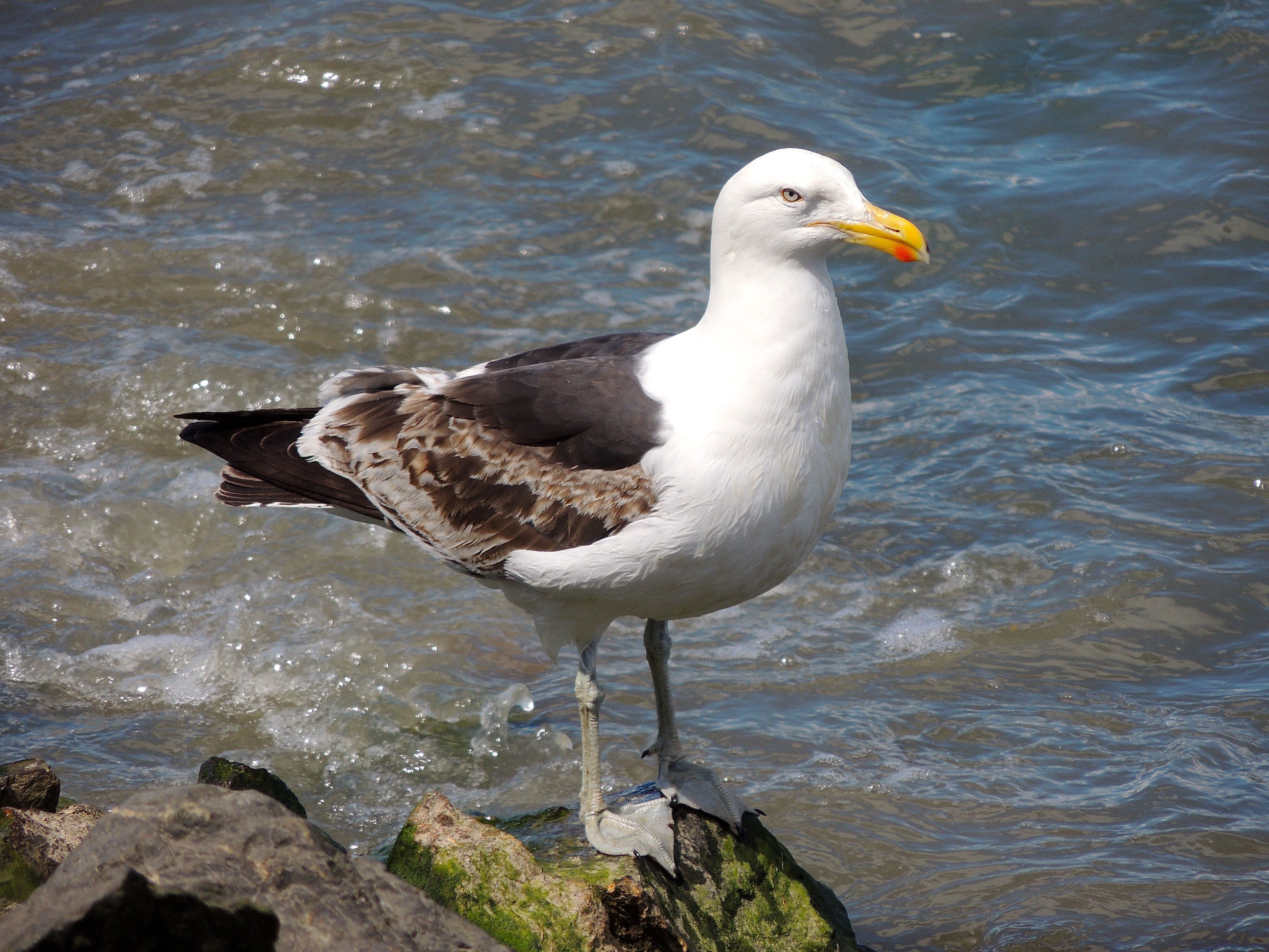 Kelp Gull