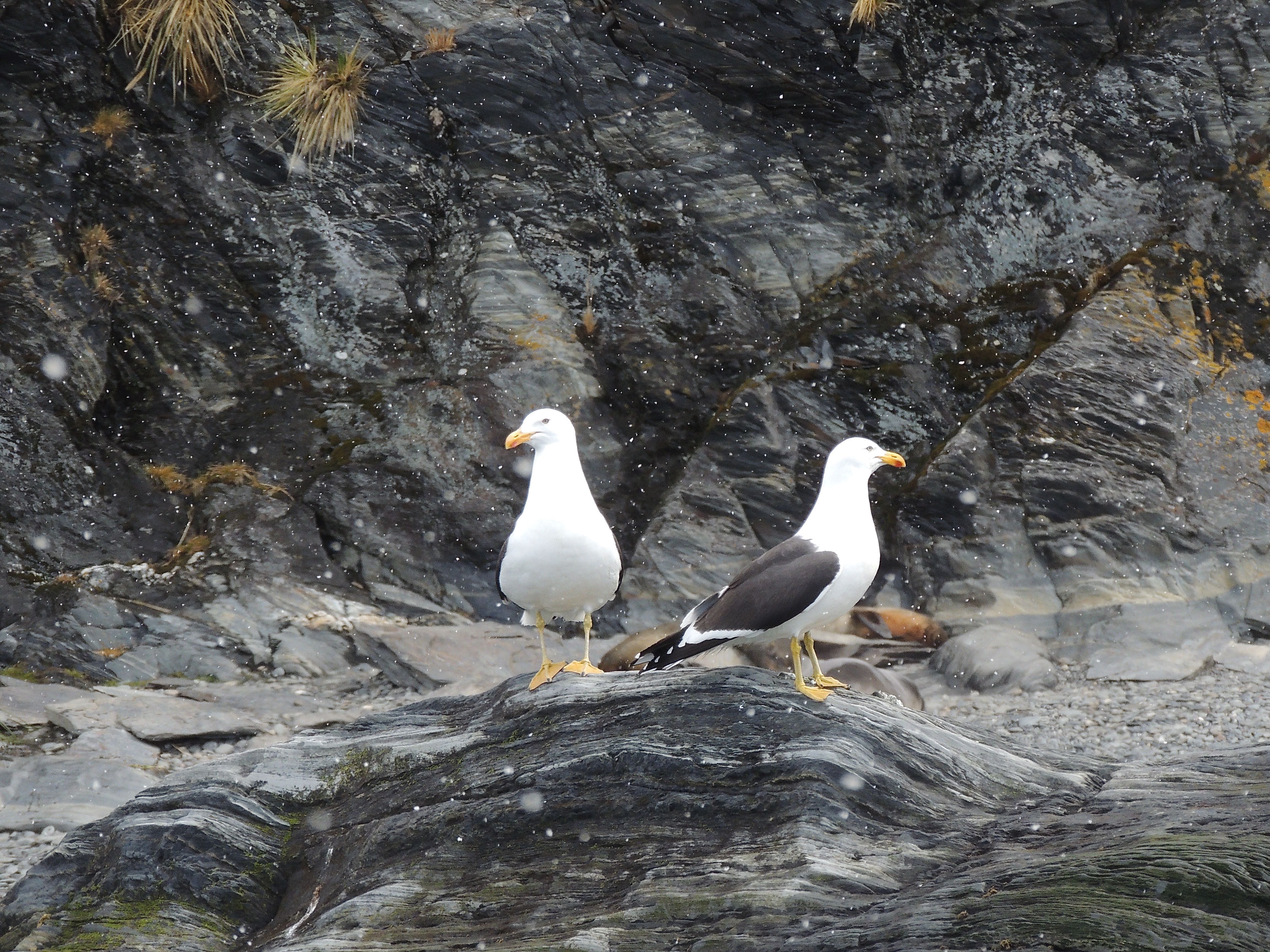 Kelp Gulls