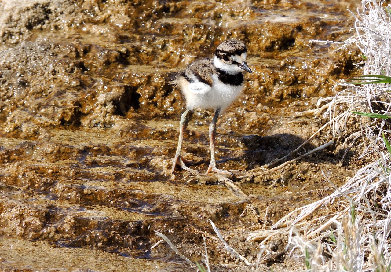 Baby Killdeer