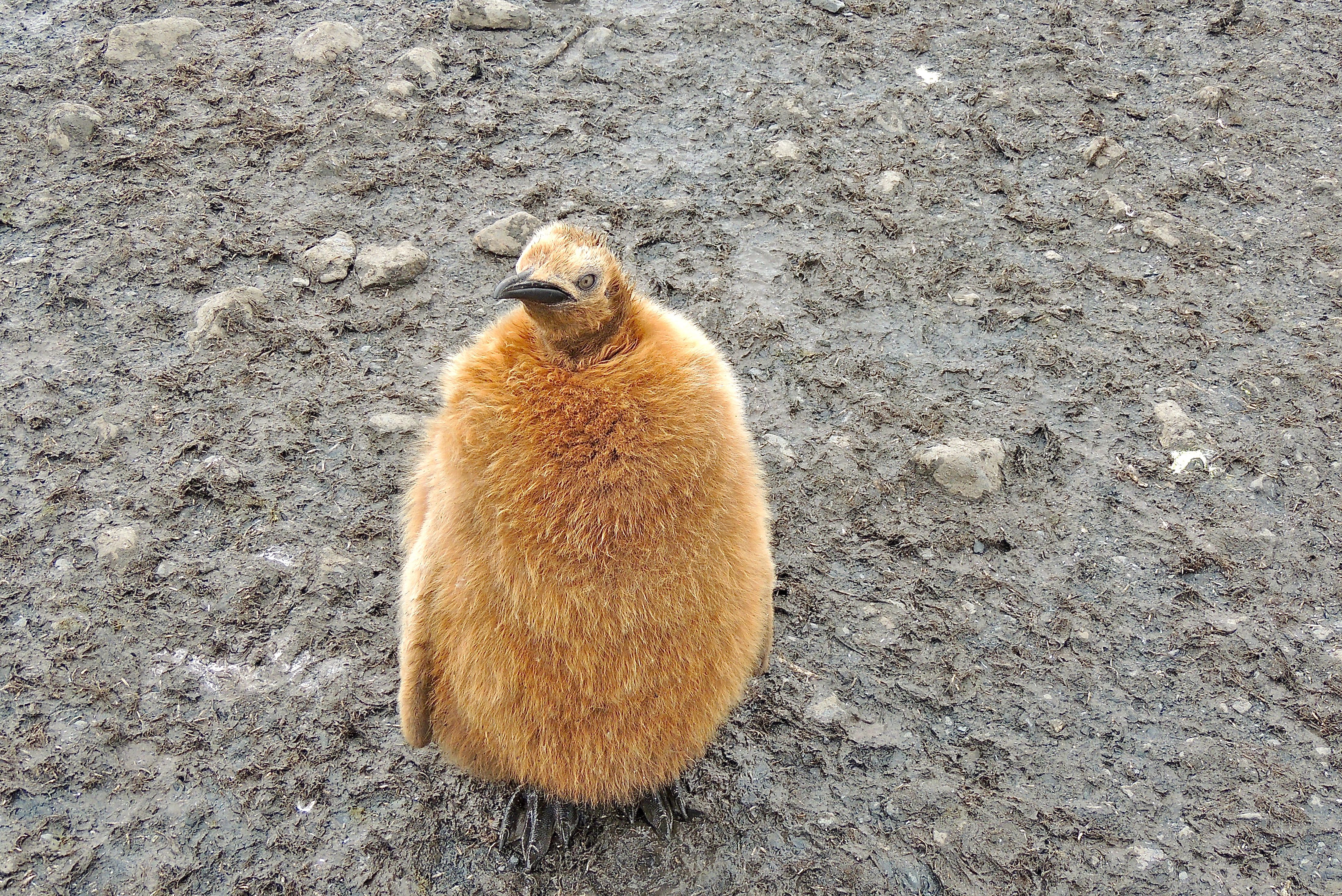 King Penguin