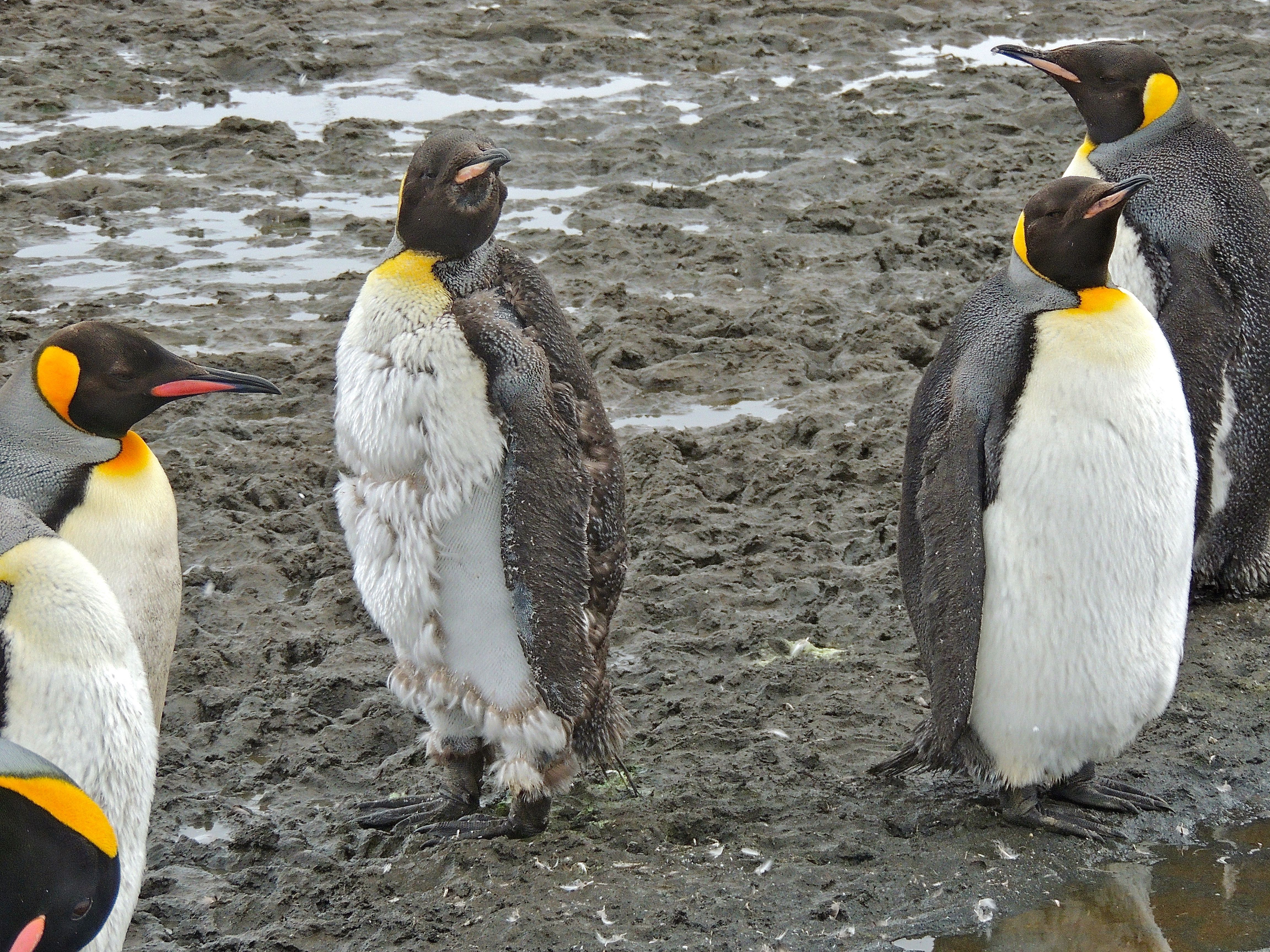 King Penguins