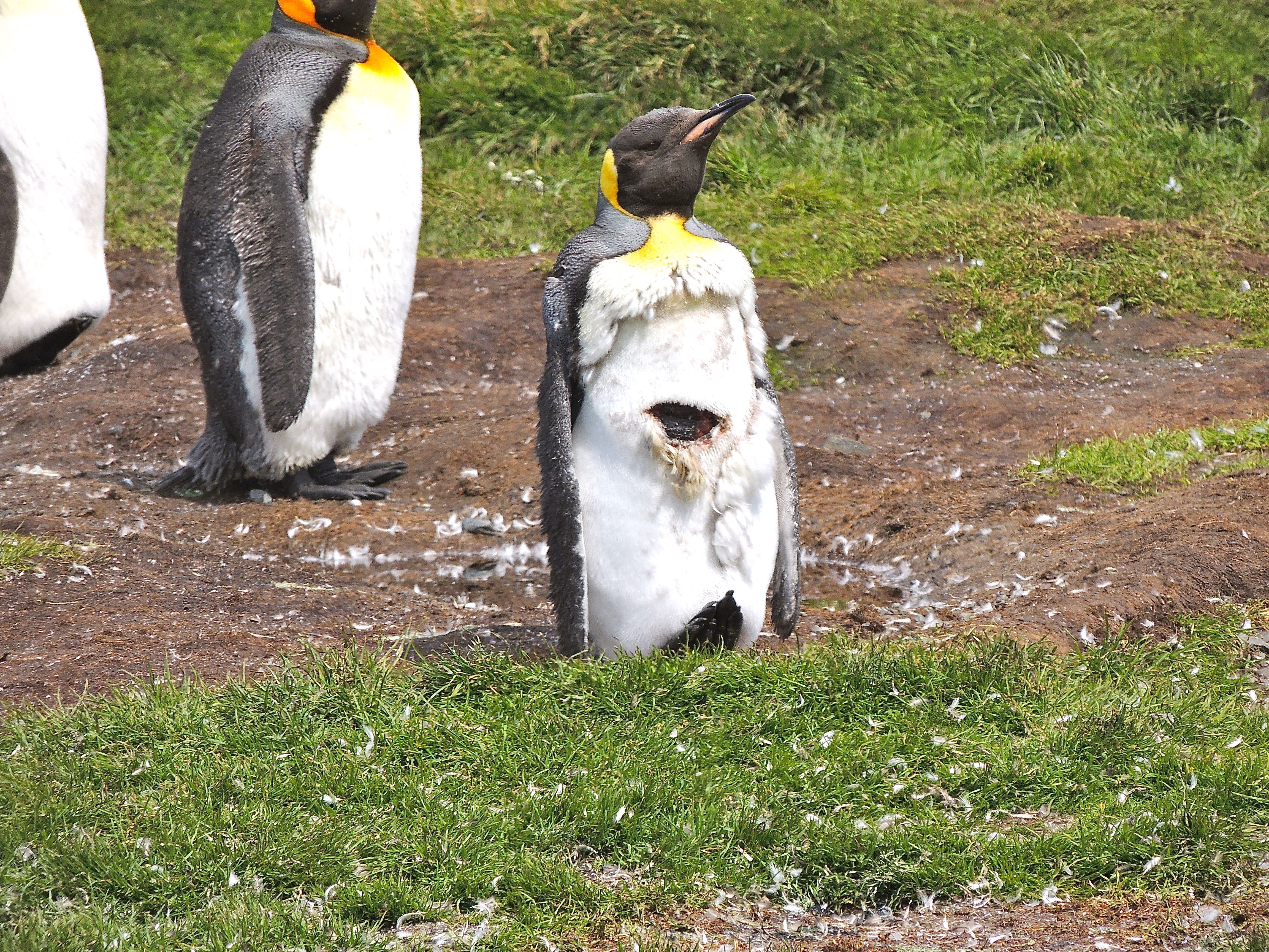 King Penguins