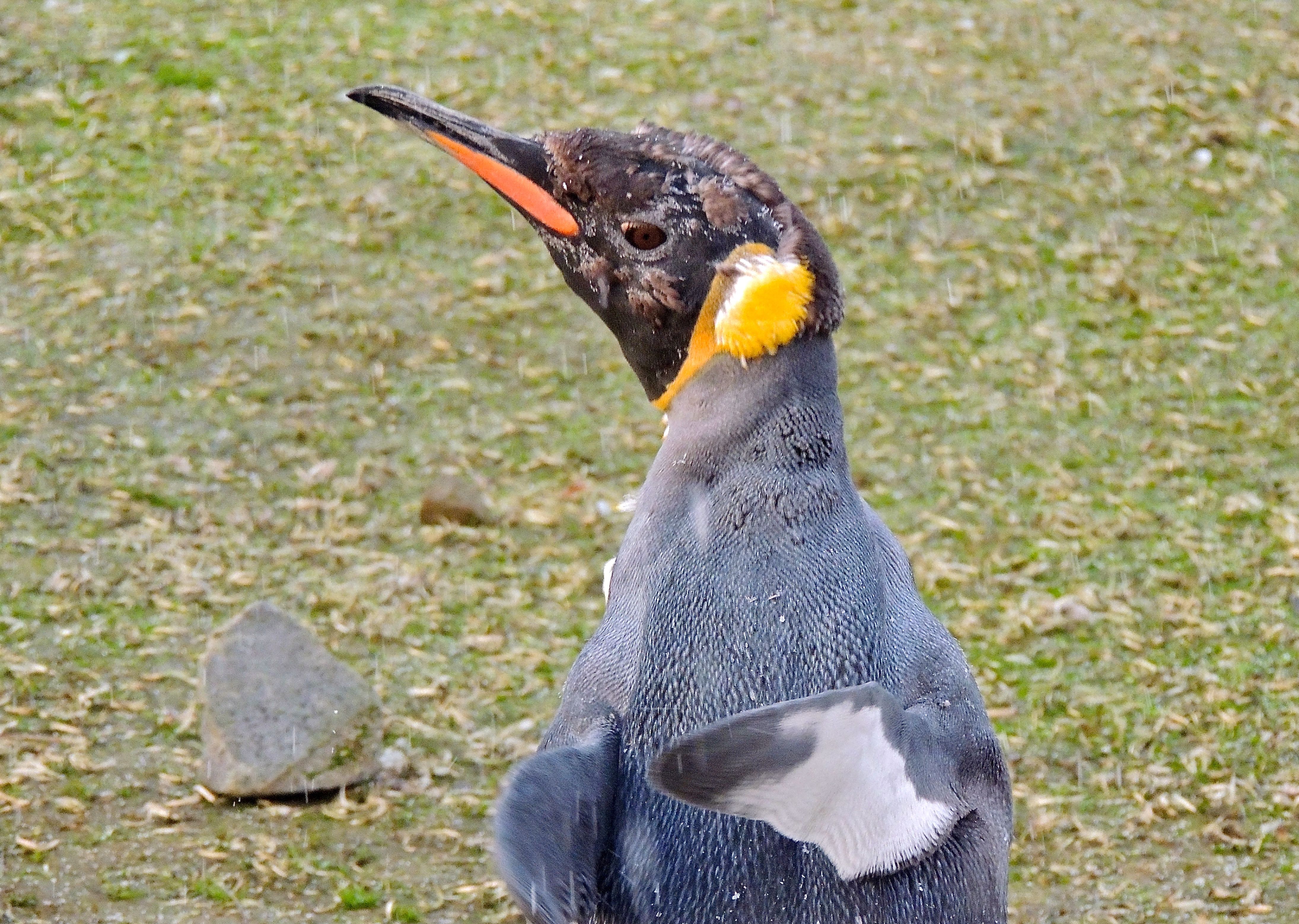 King Penguin