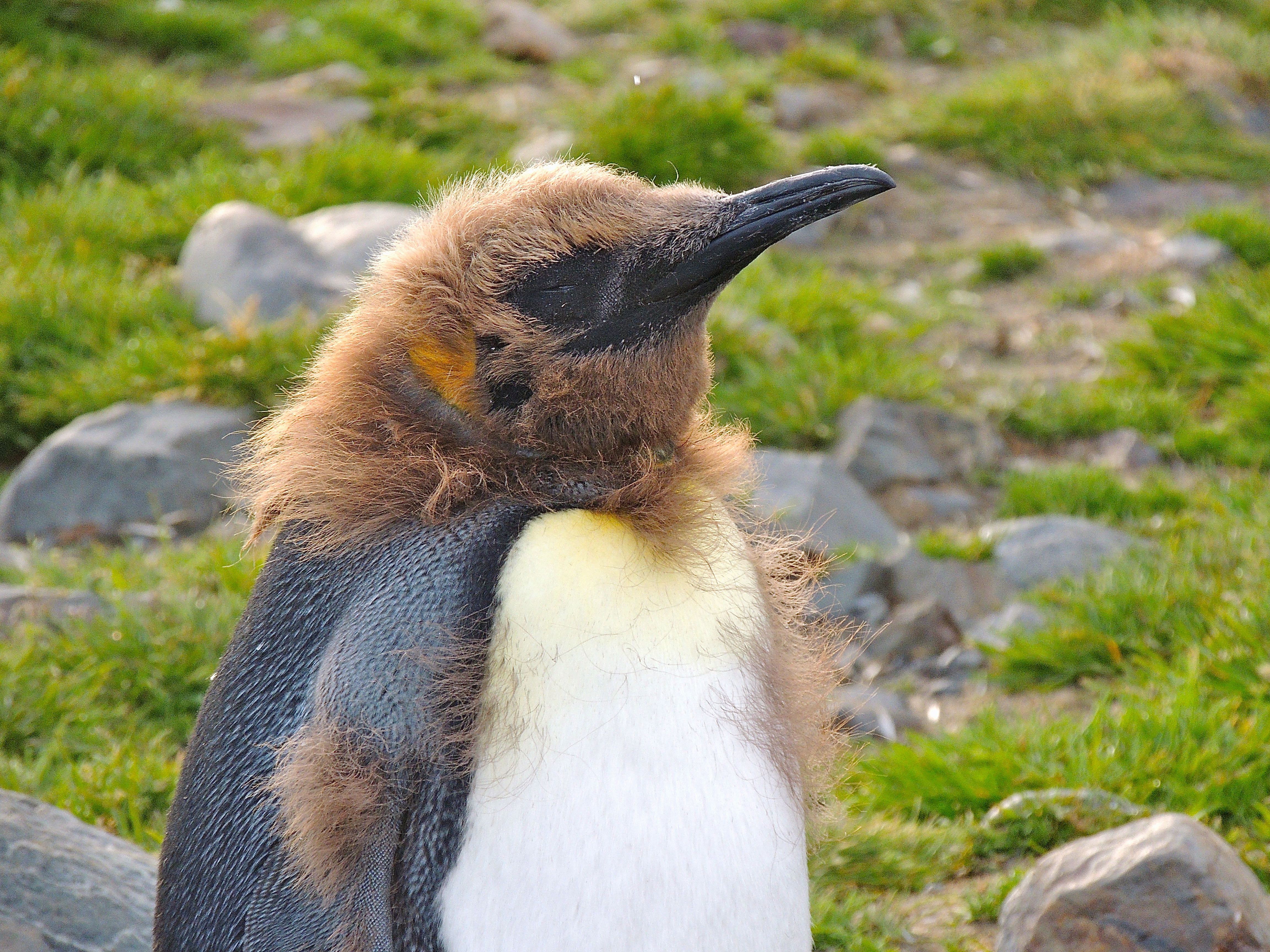 King Penguin