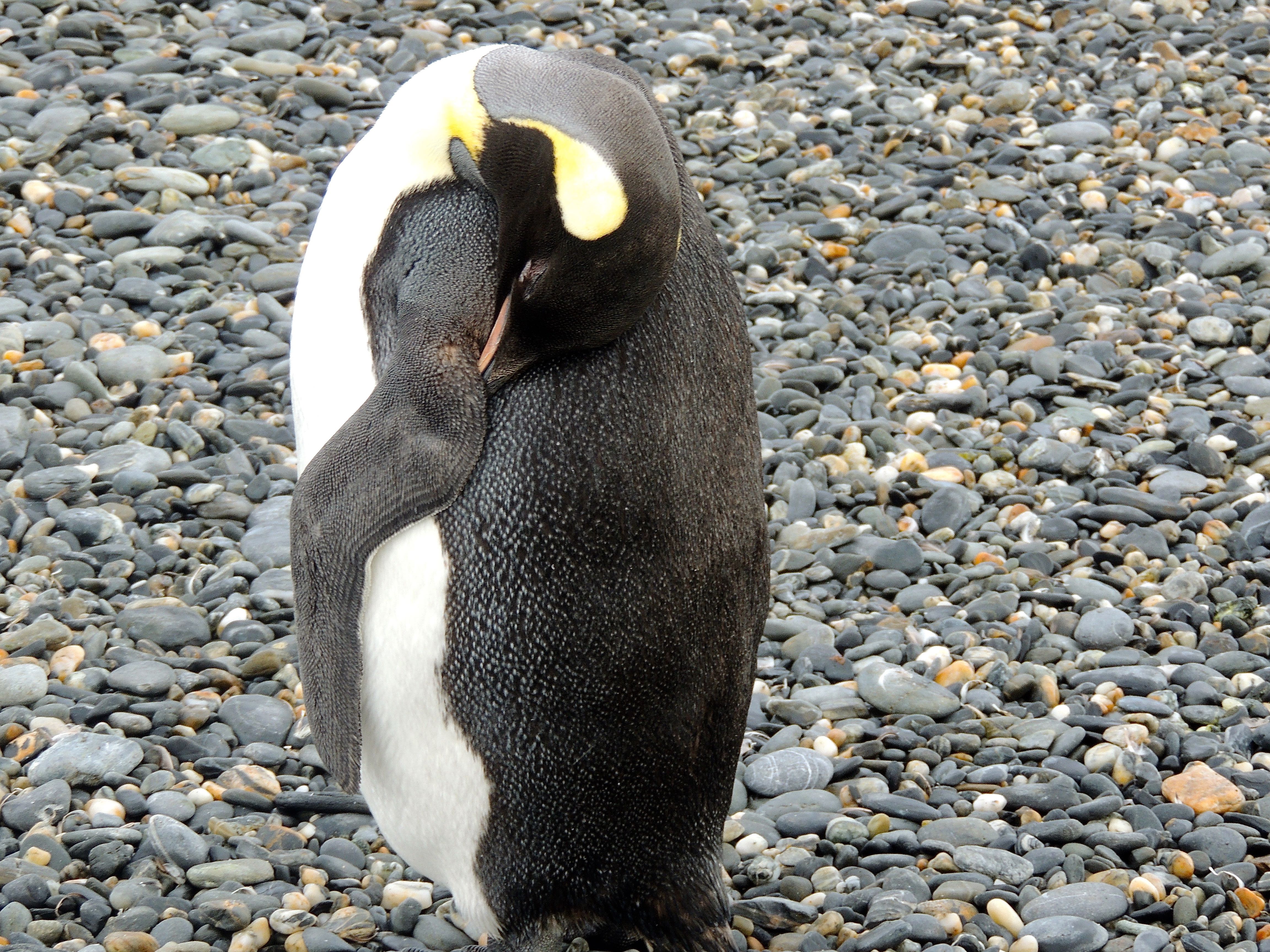 King Penguins