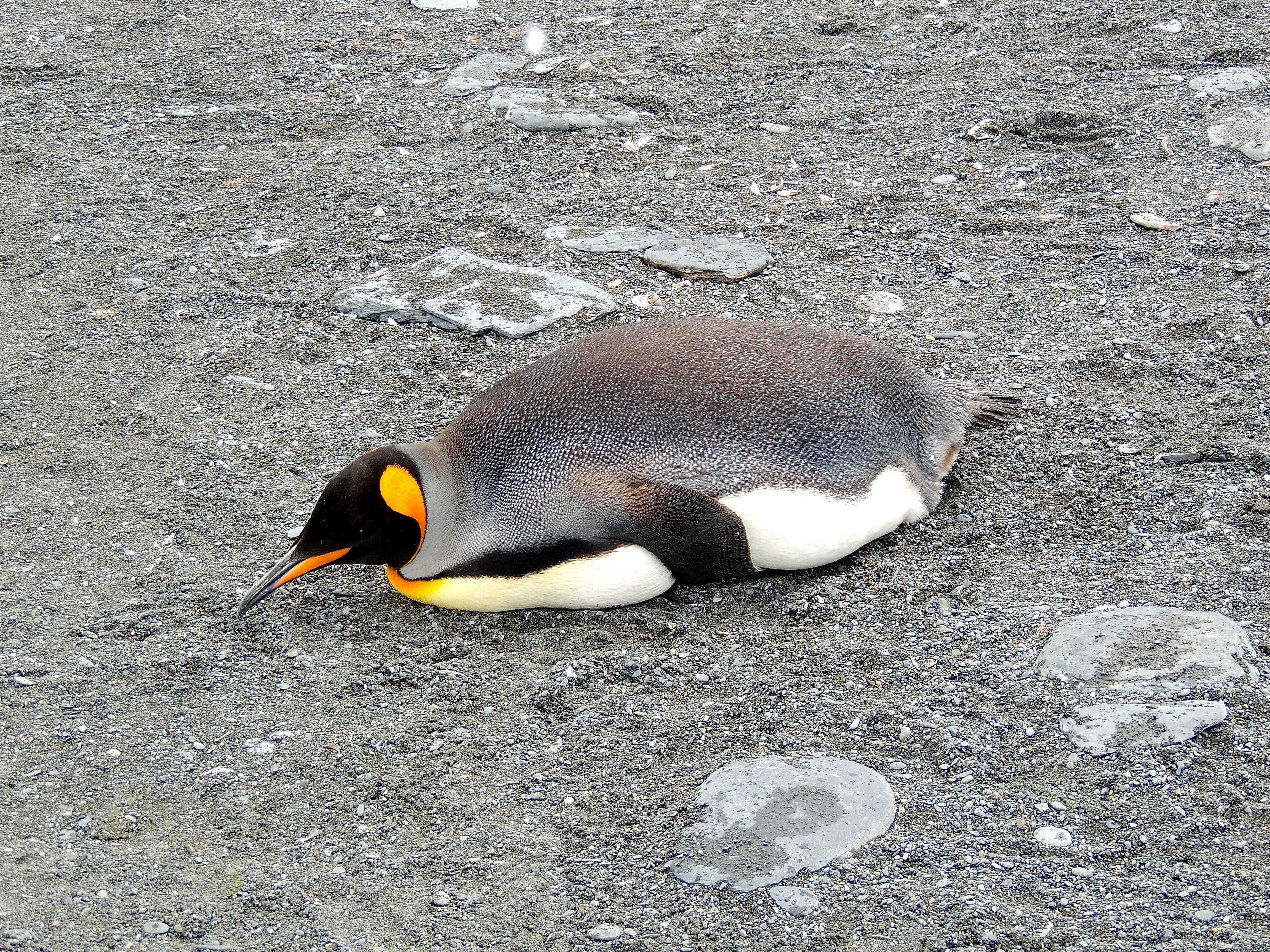 King Penguin