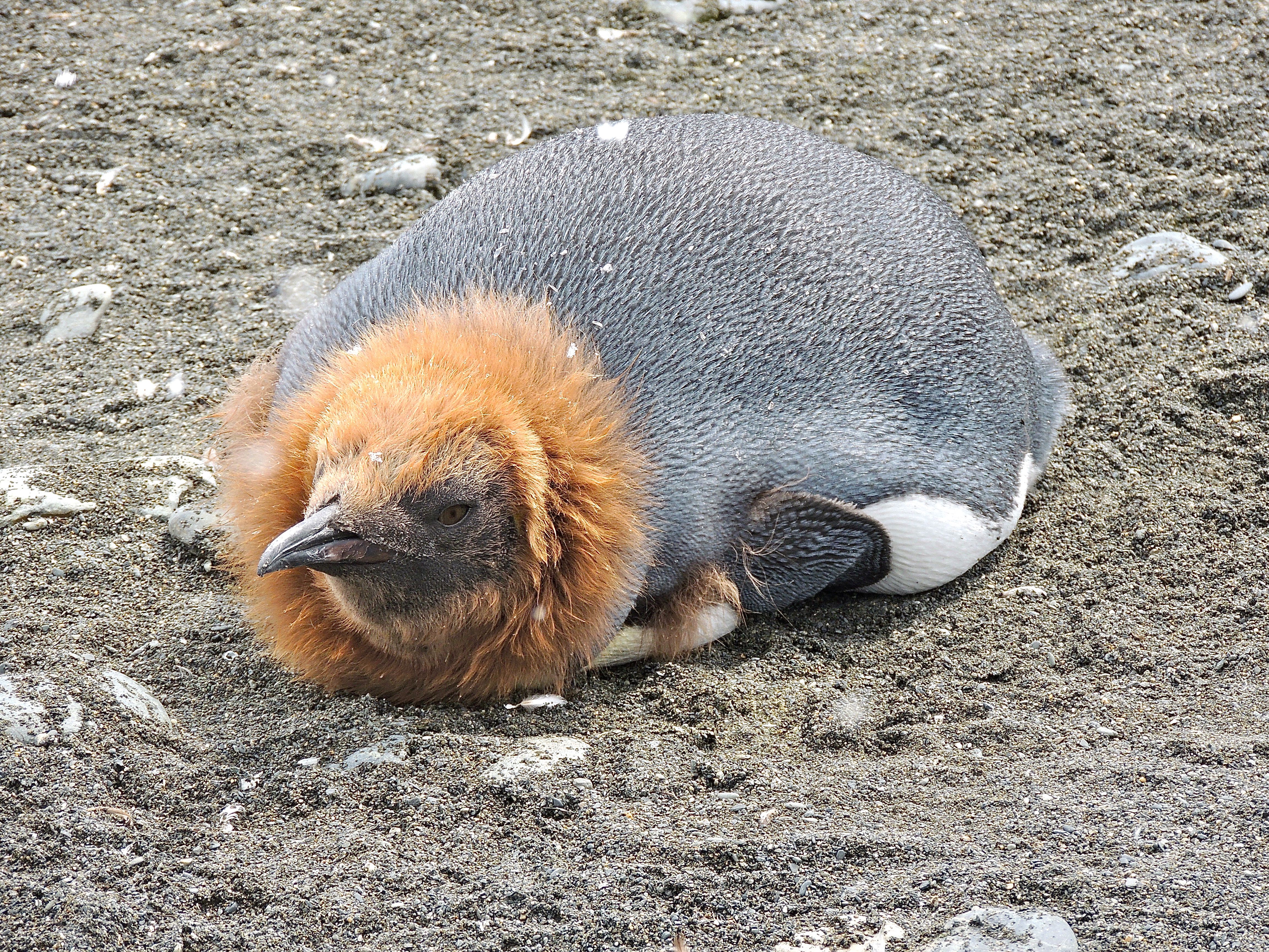 King Penguin