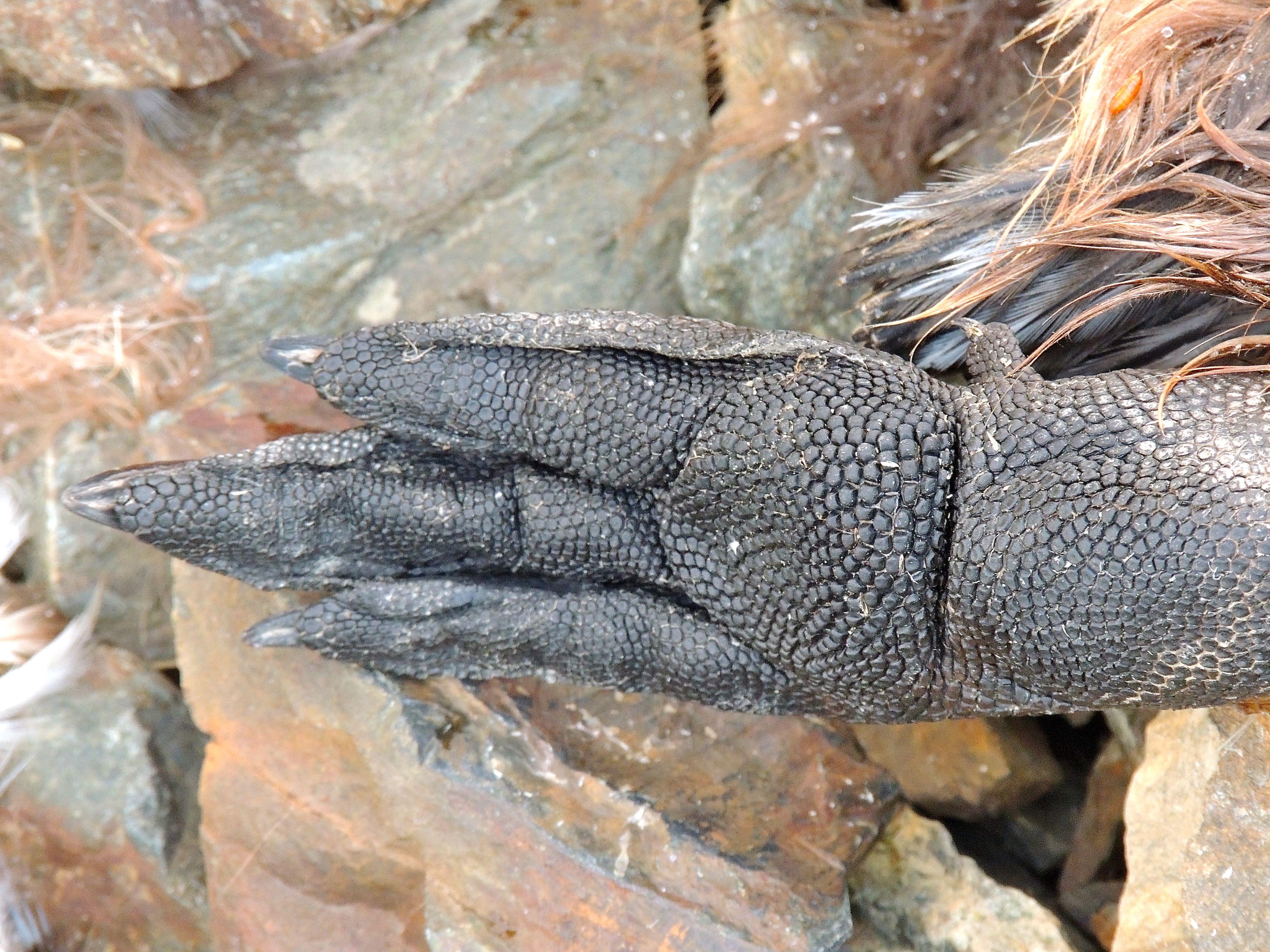 King Penguin Foot