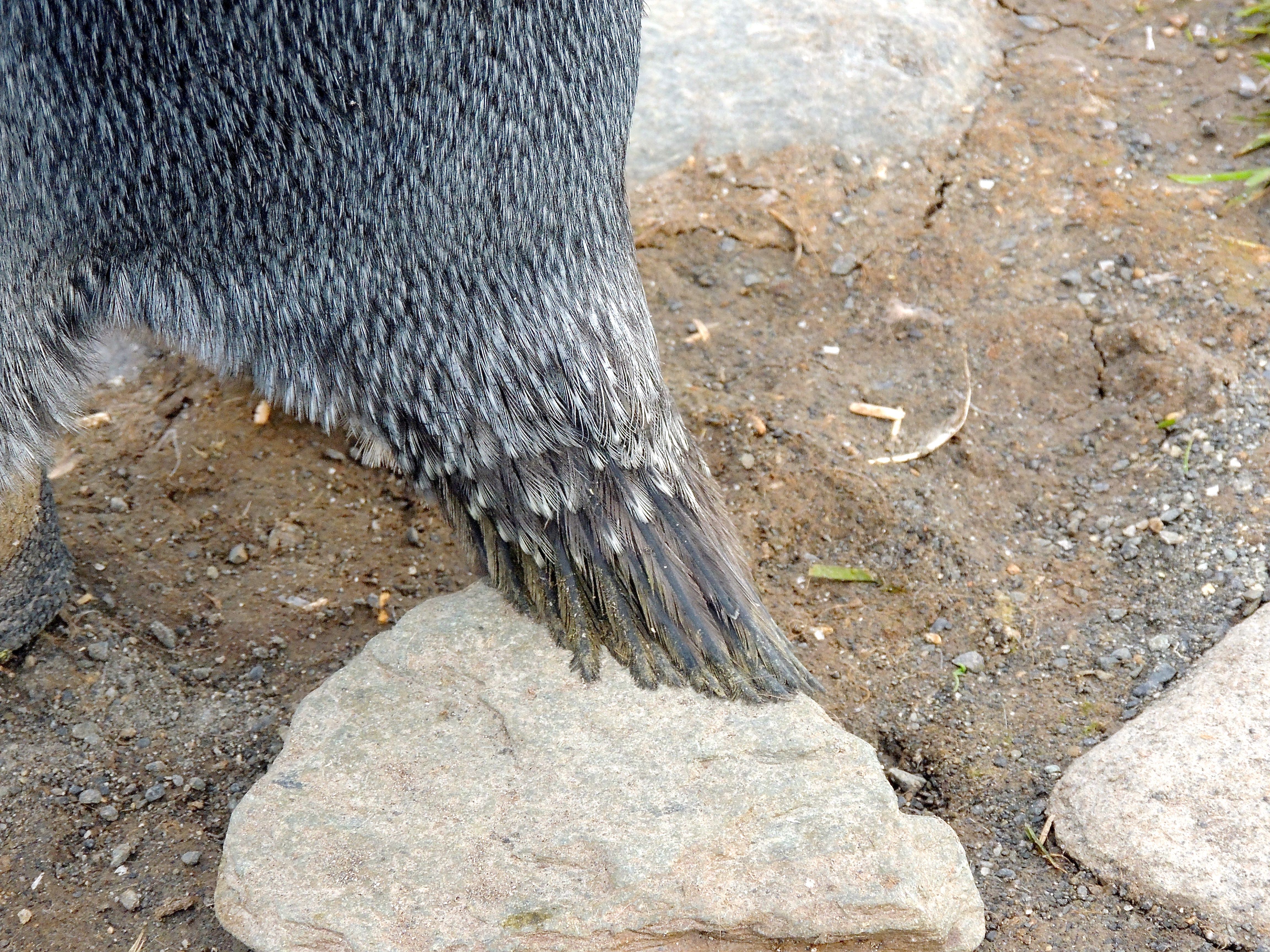 King Penguin Tail