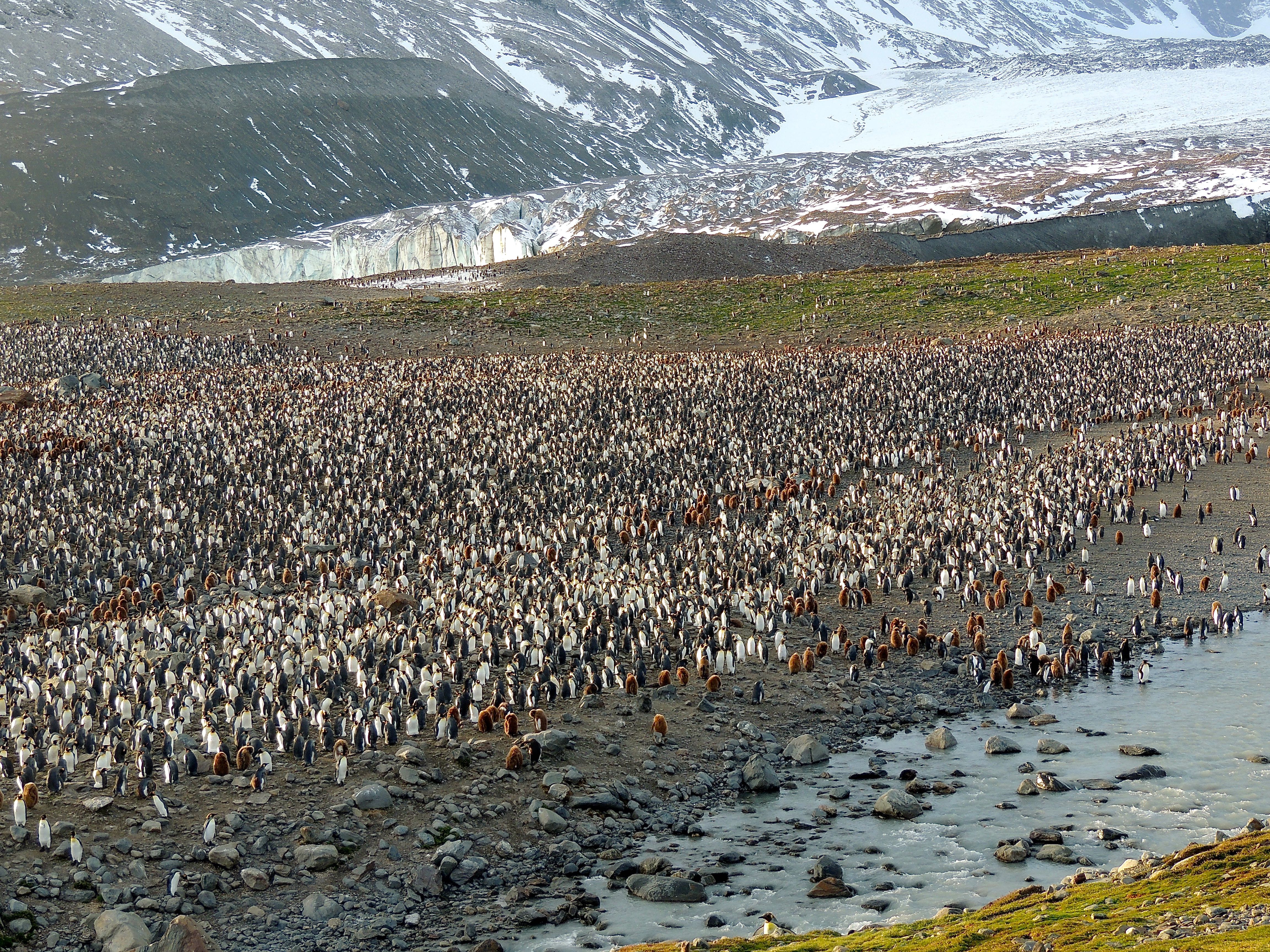 King Penguins