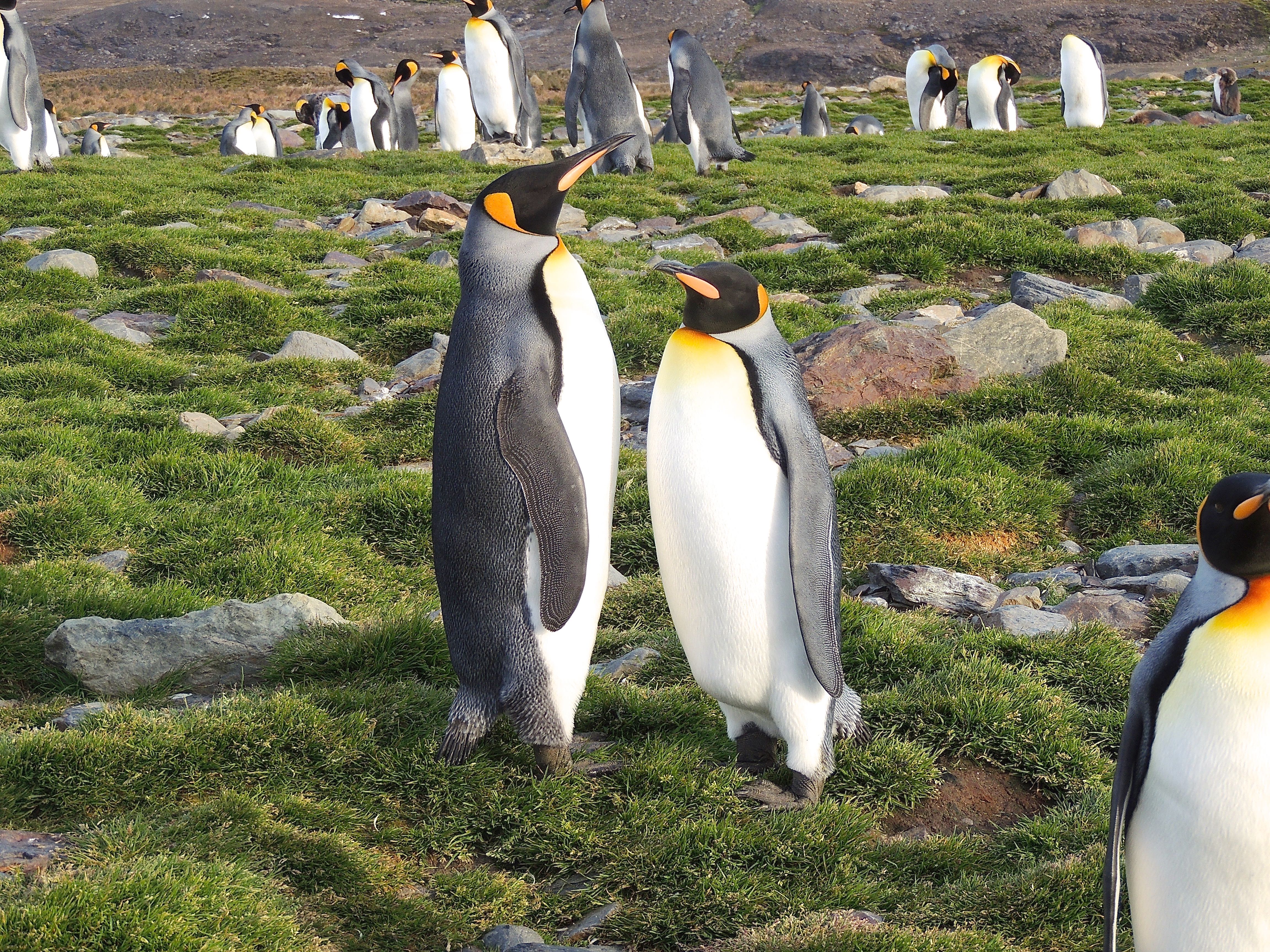 King Penguins