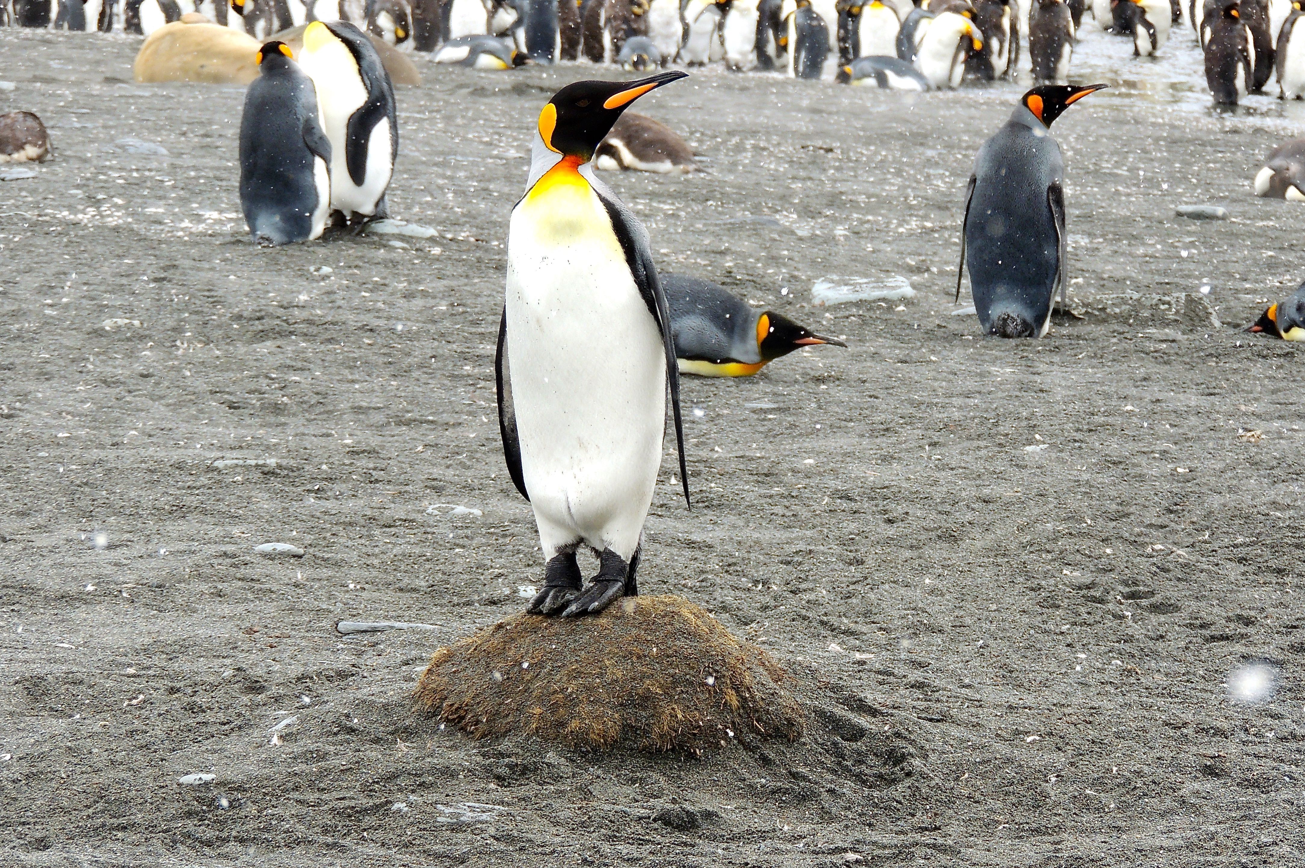 King Penguins
