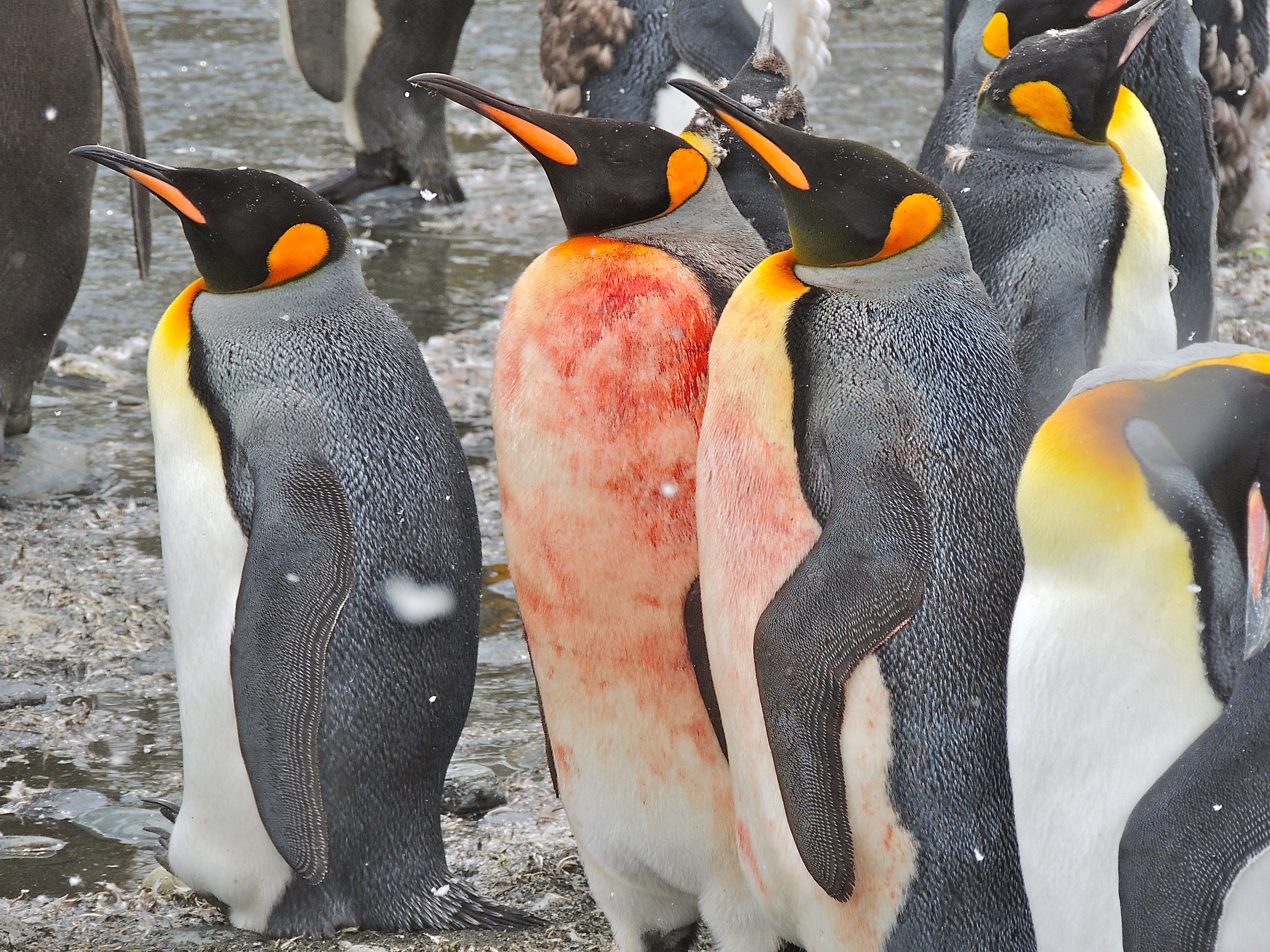 King Penguins