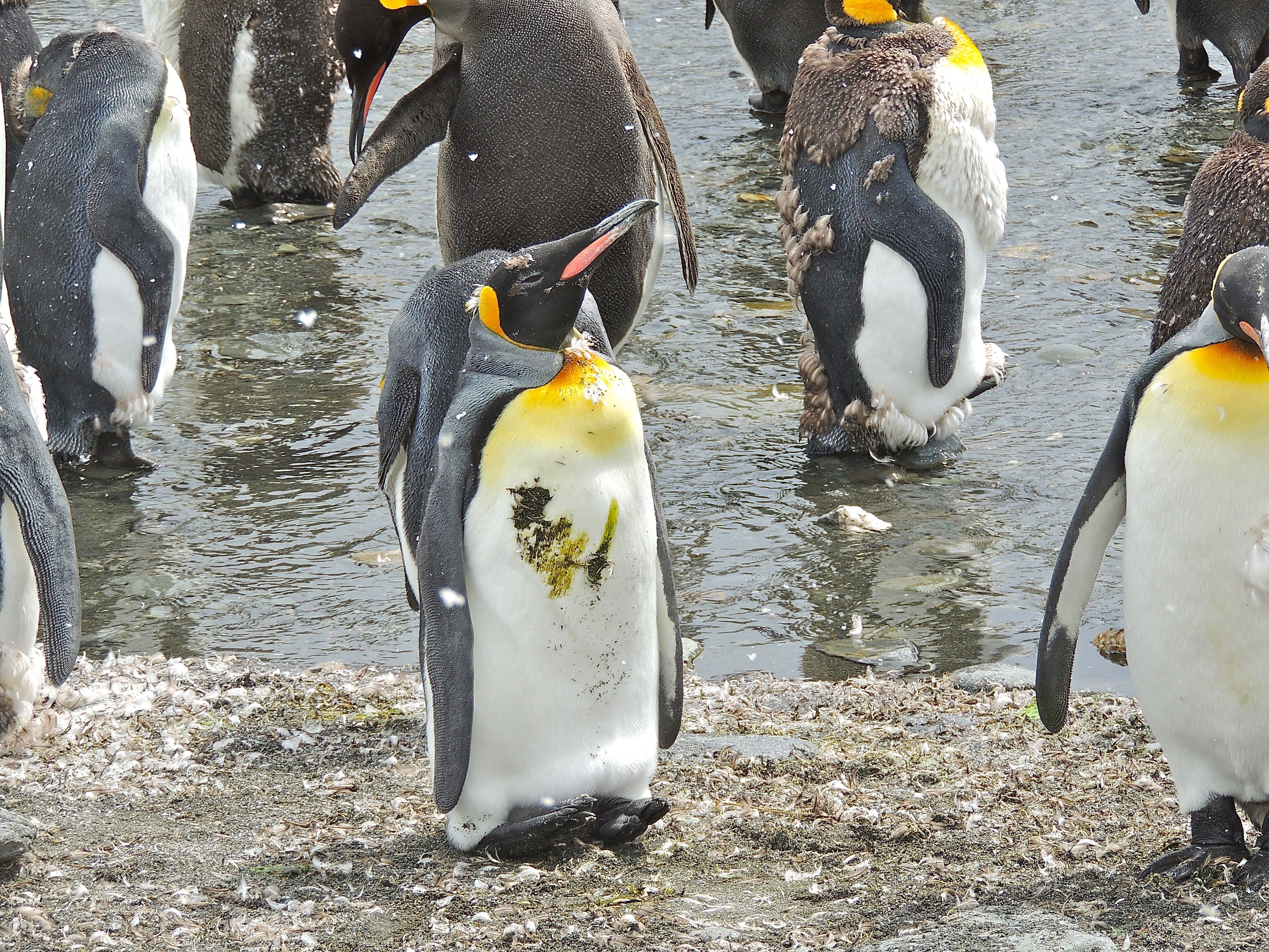 King Penguins