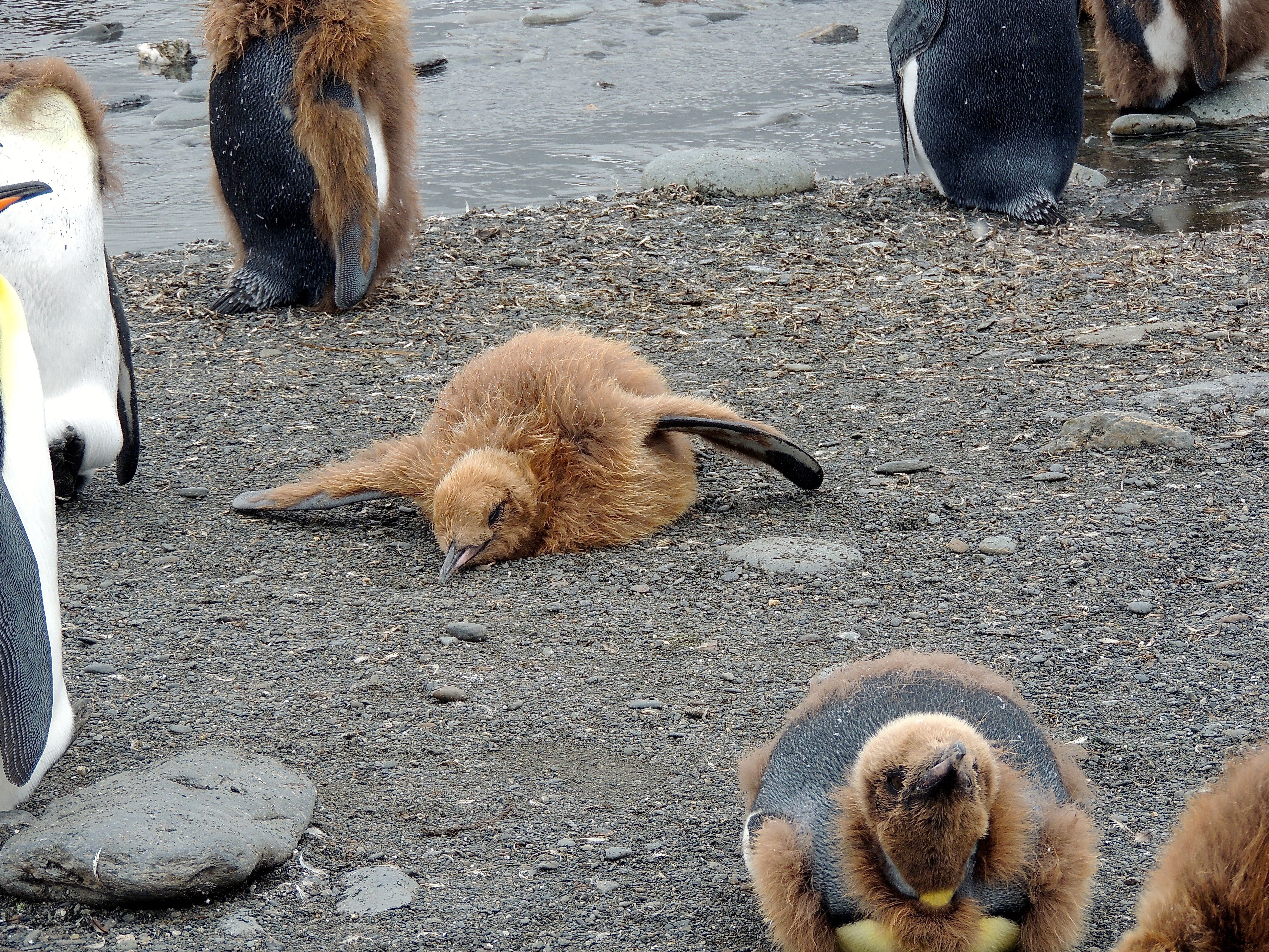 King Penguin