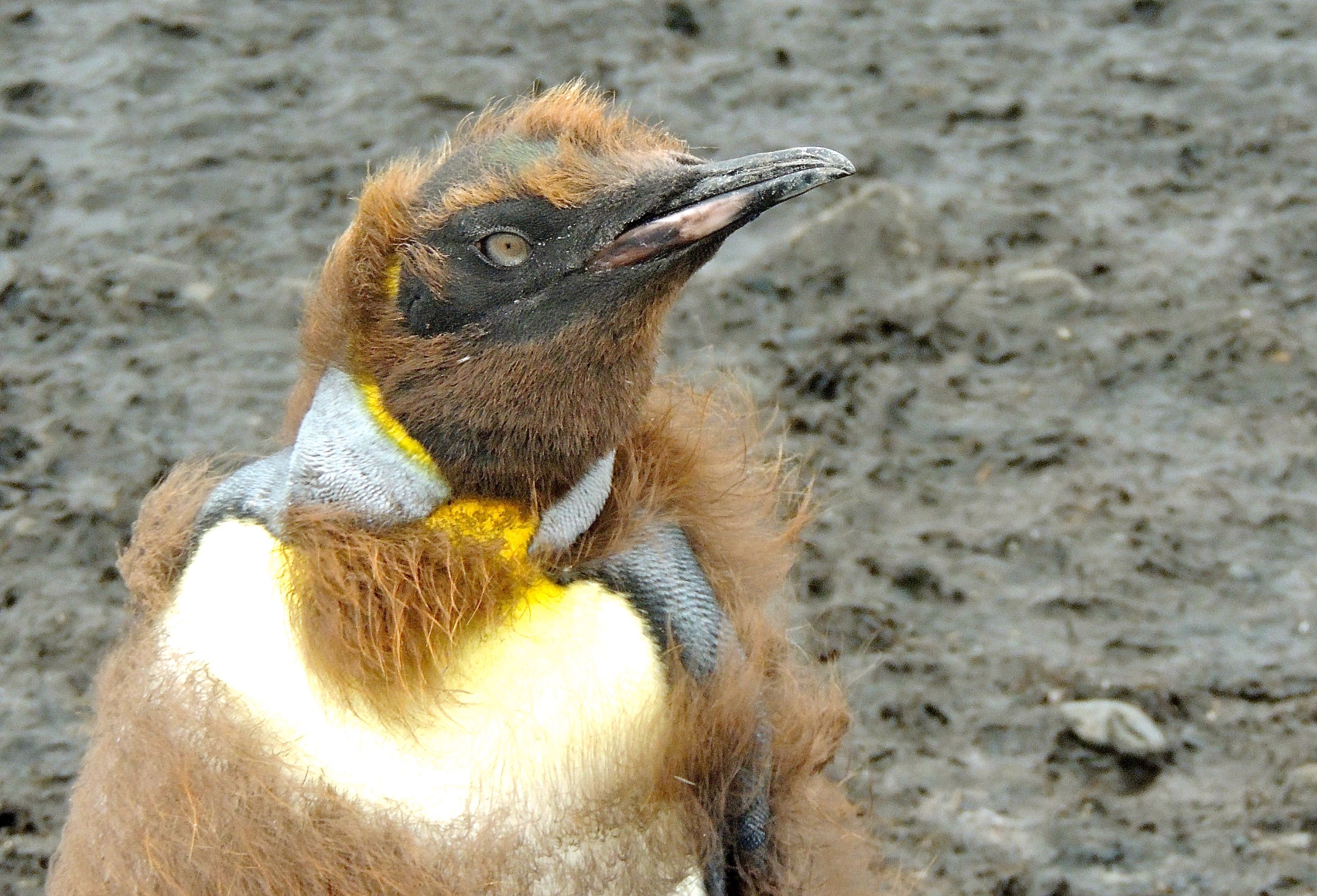 King Penguin