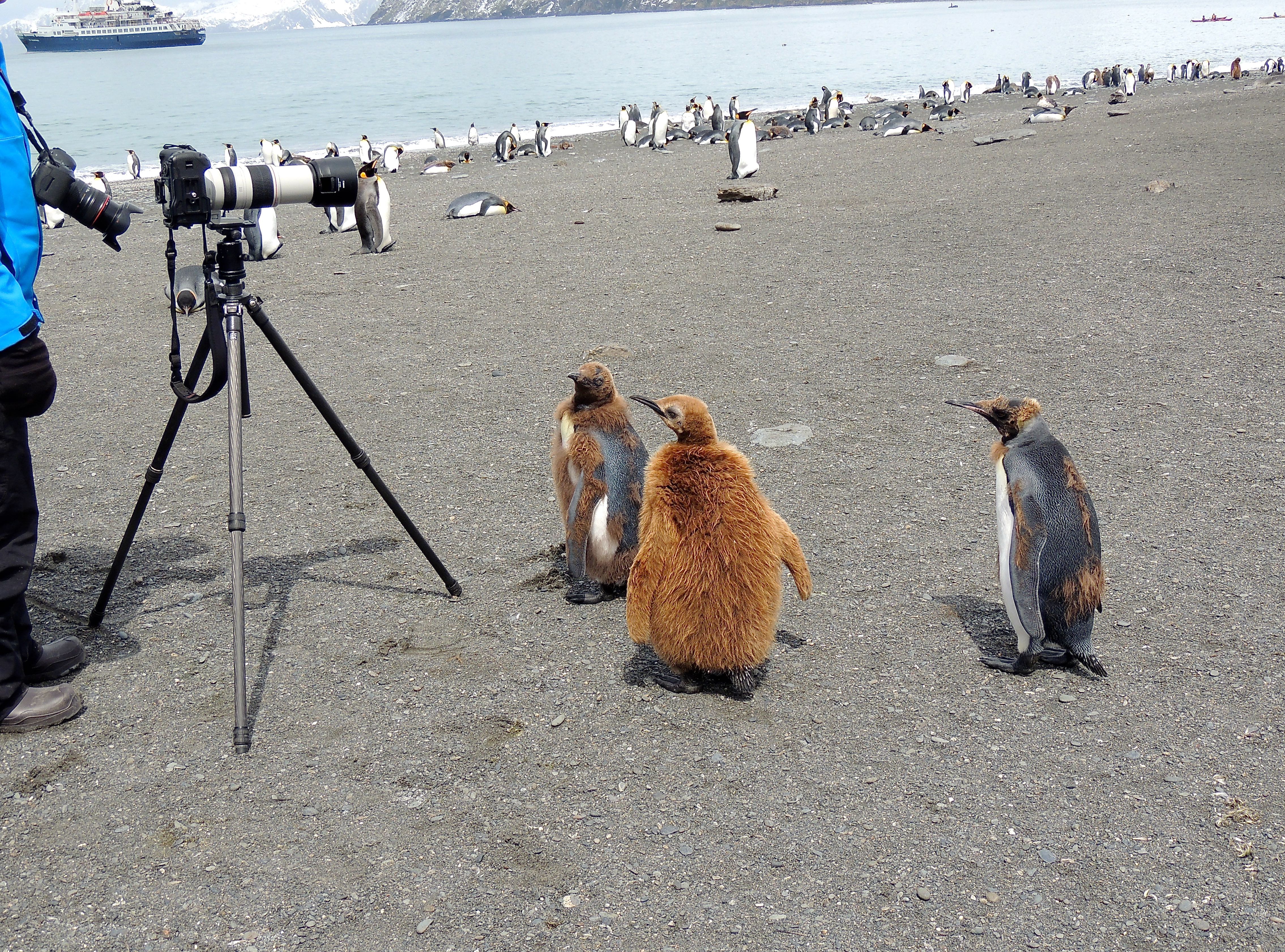 King Penguins