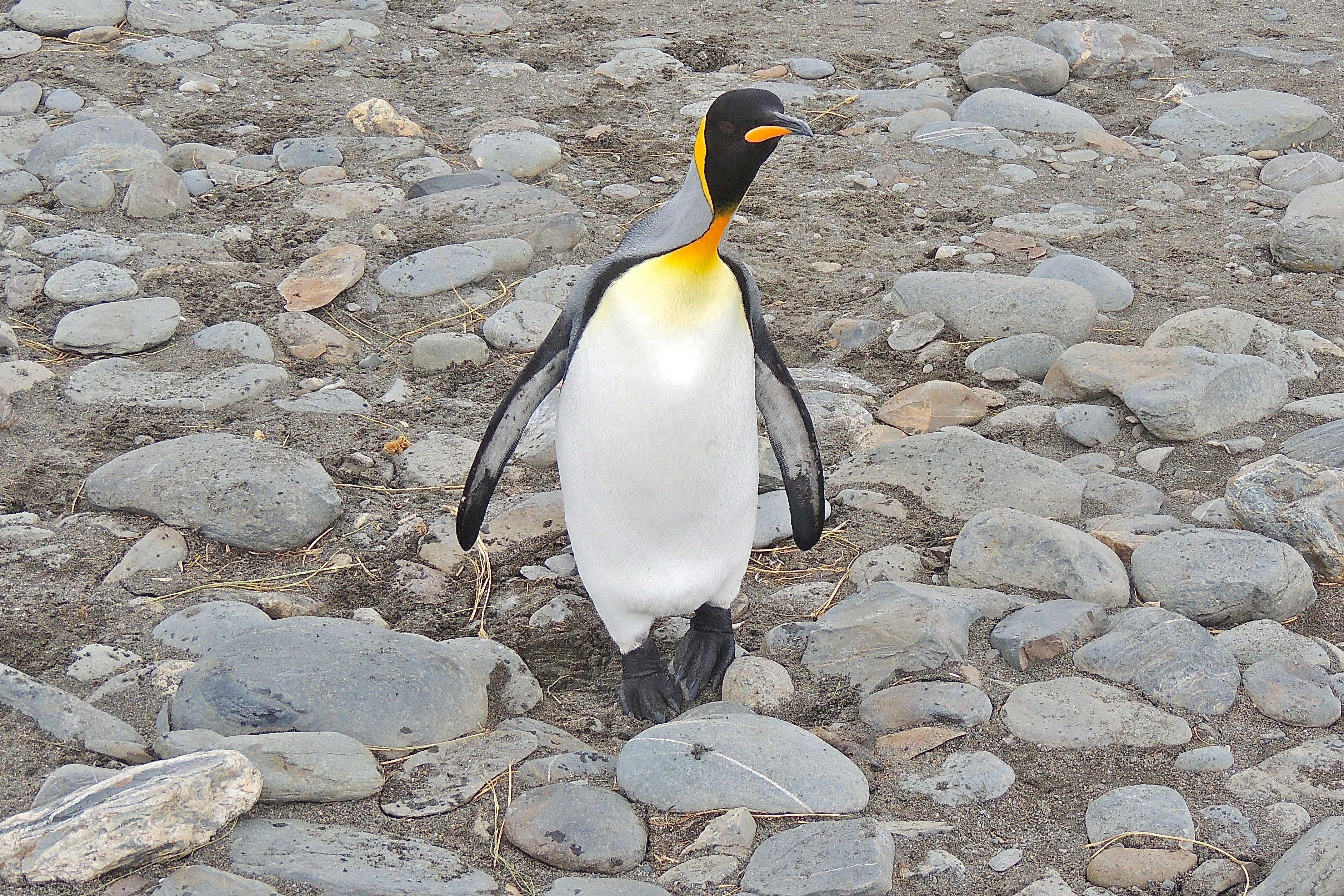 King Penguin