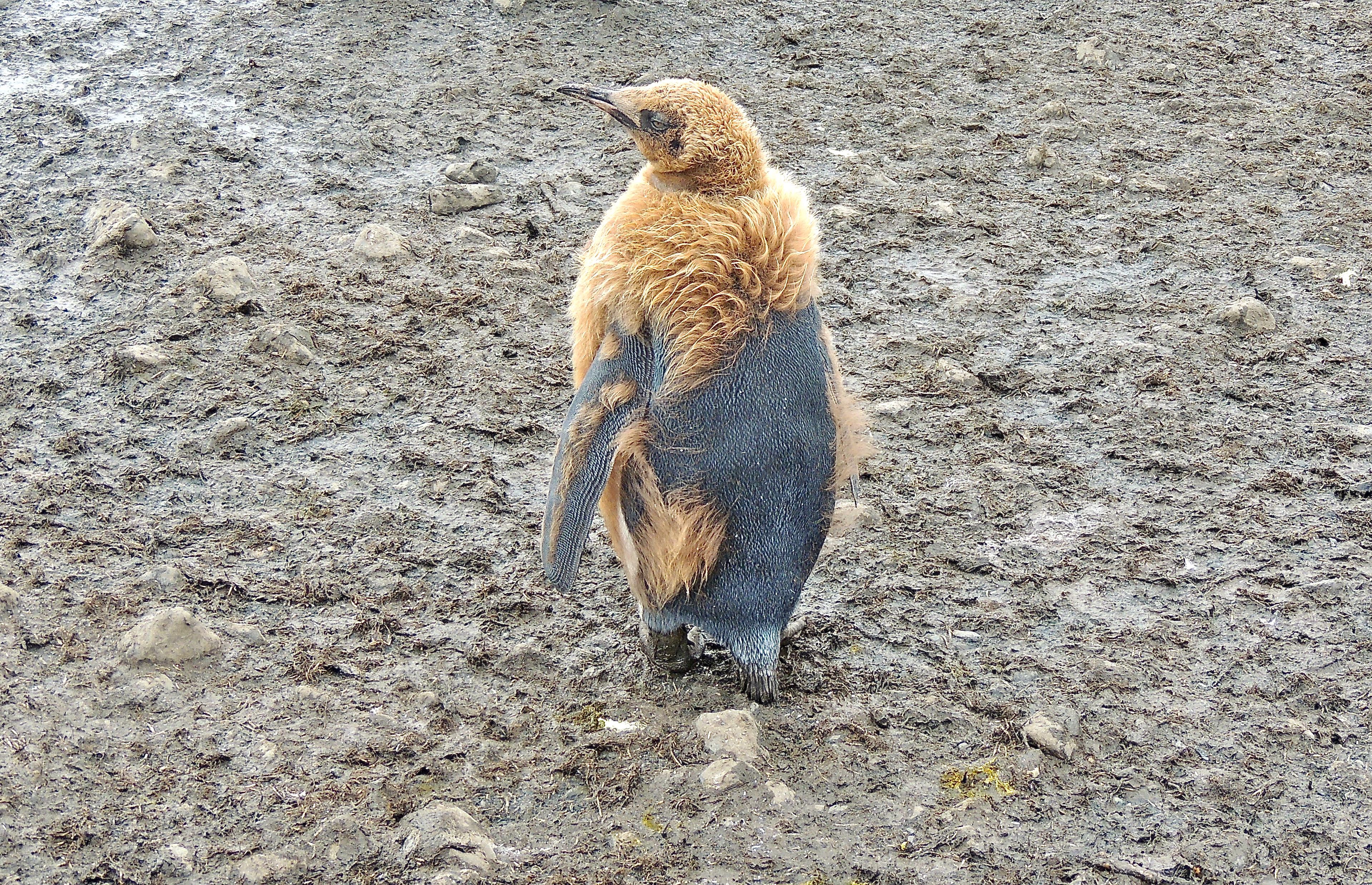 King Penguin