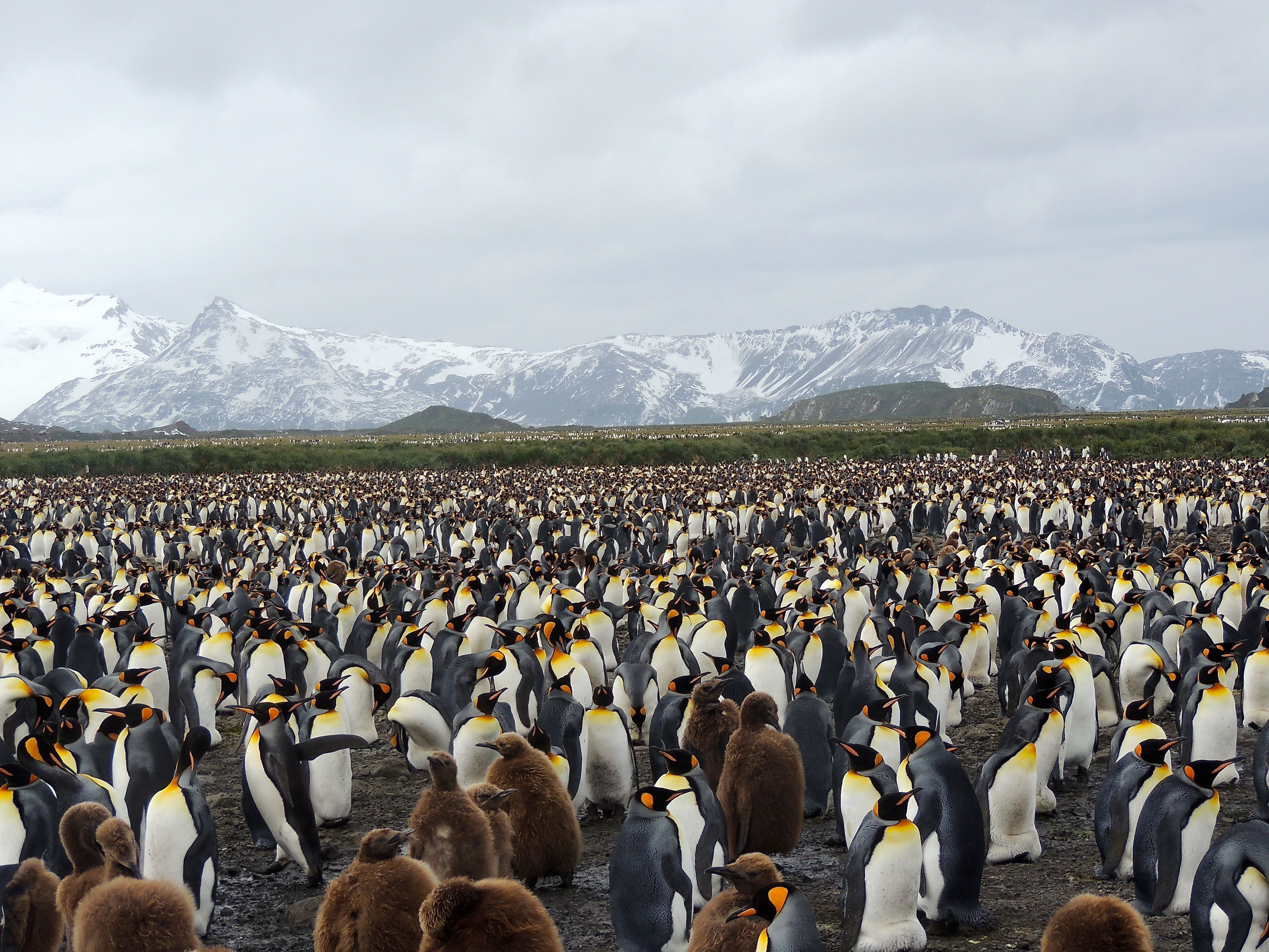 King Penguins