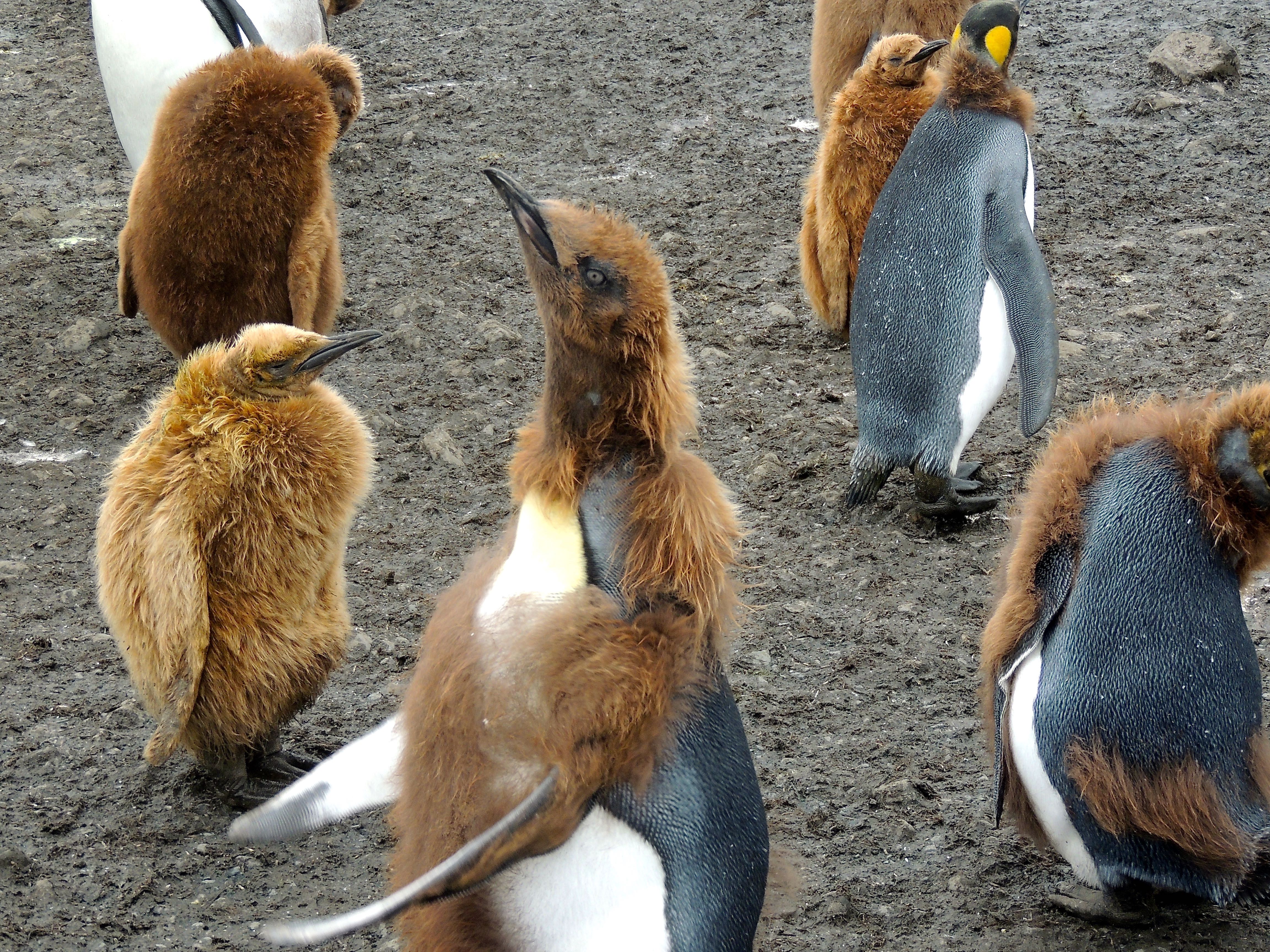 King Penguins