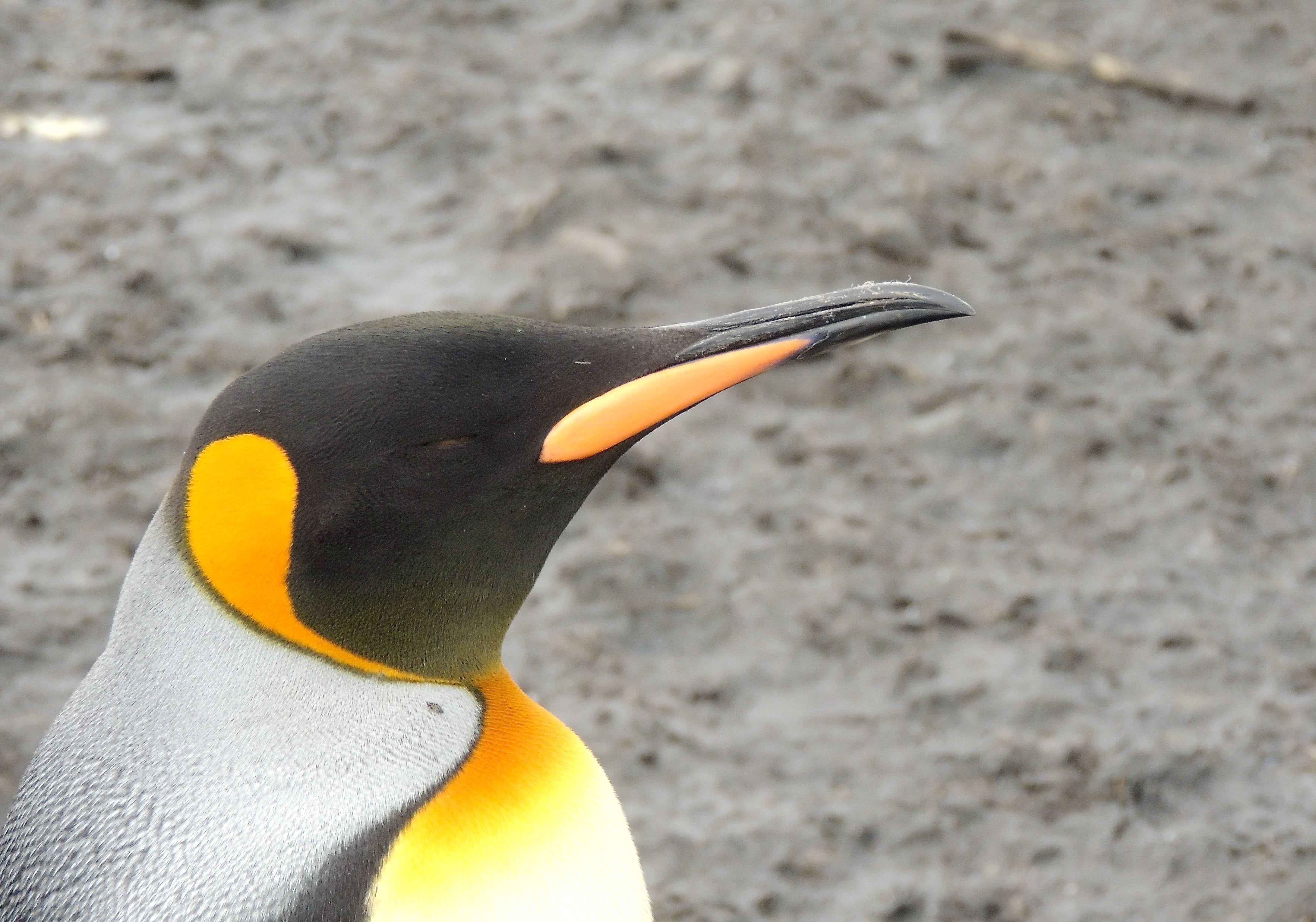 King Penguin