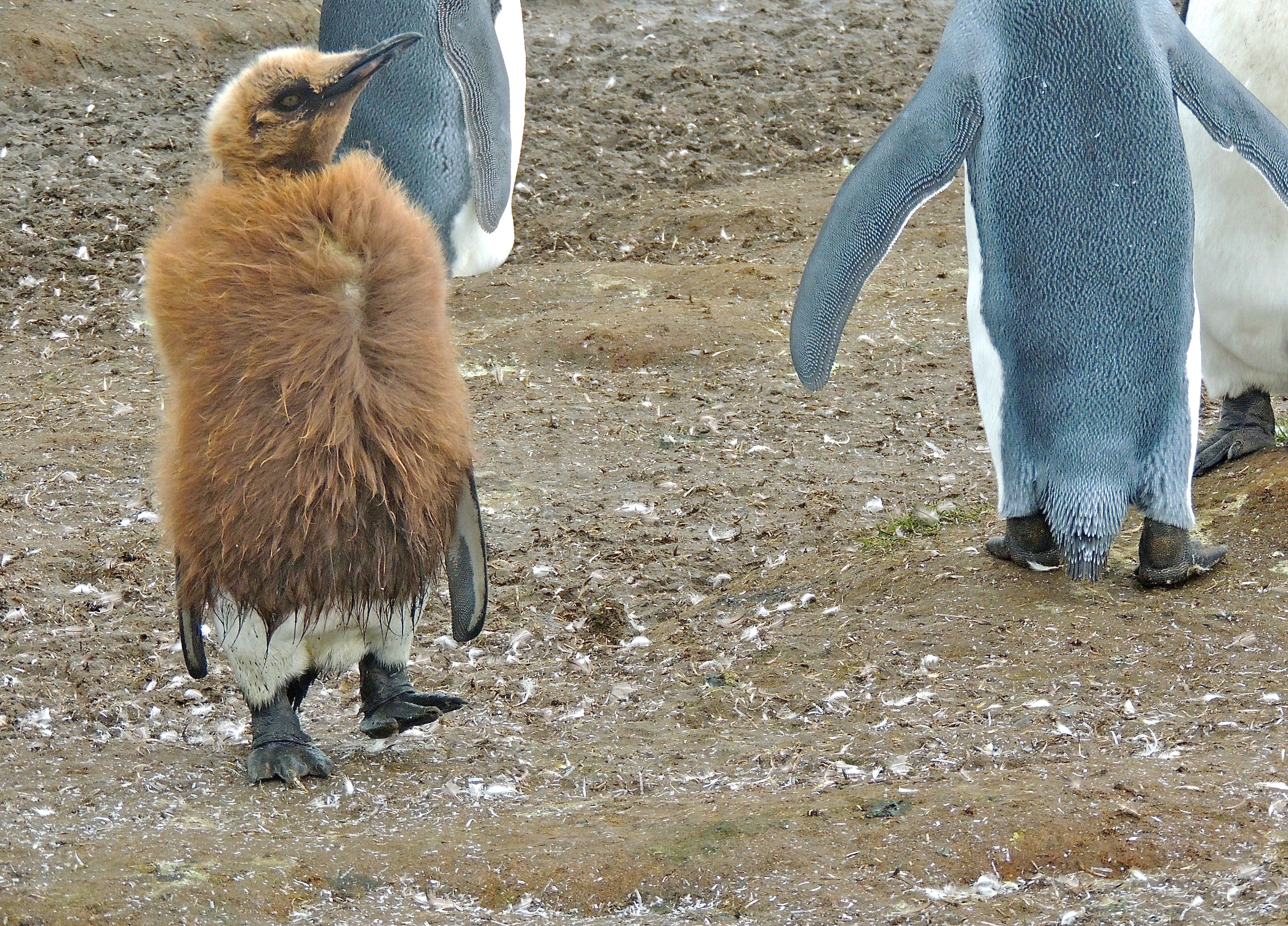 King Penguins