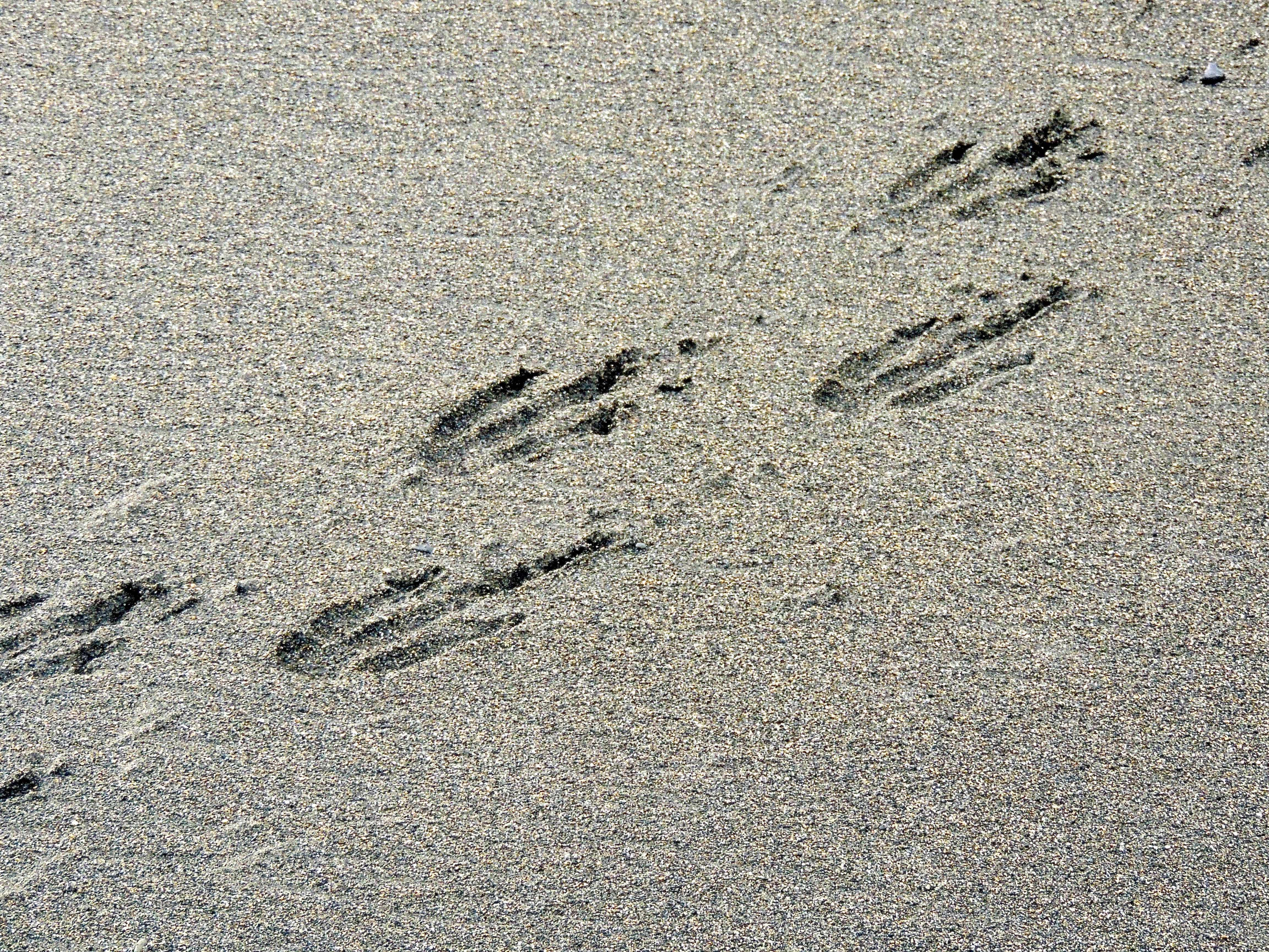 King Penguin Footprints