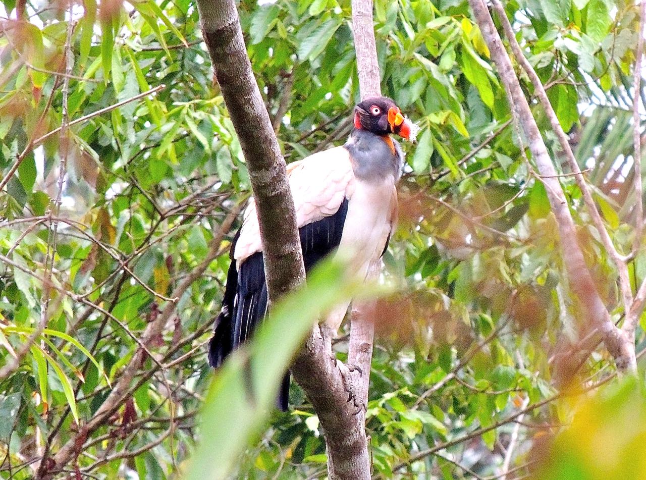 King Vulture