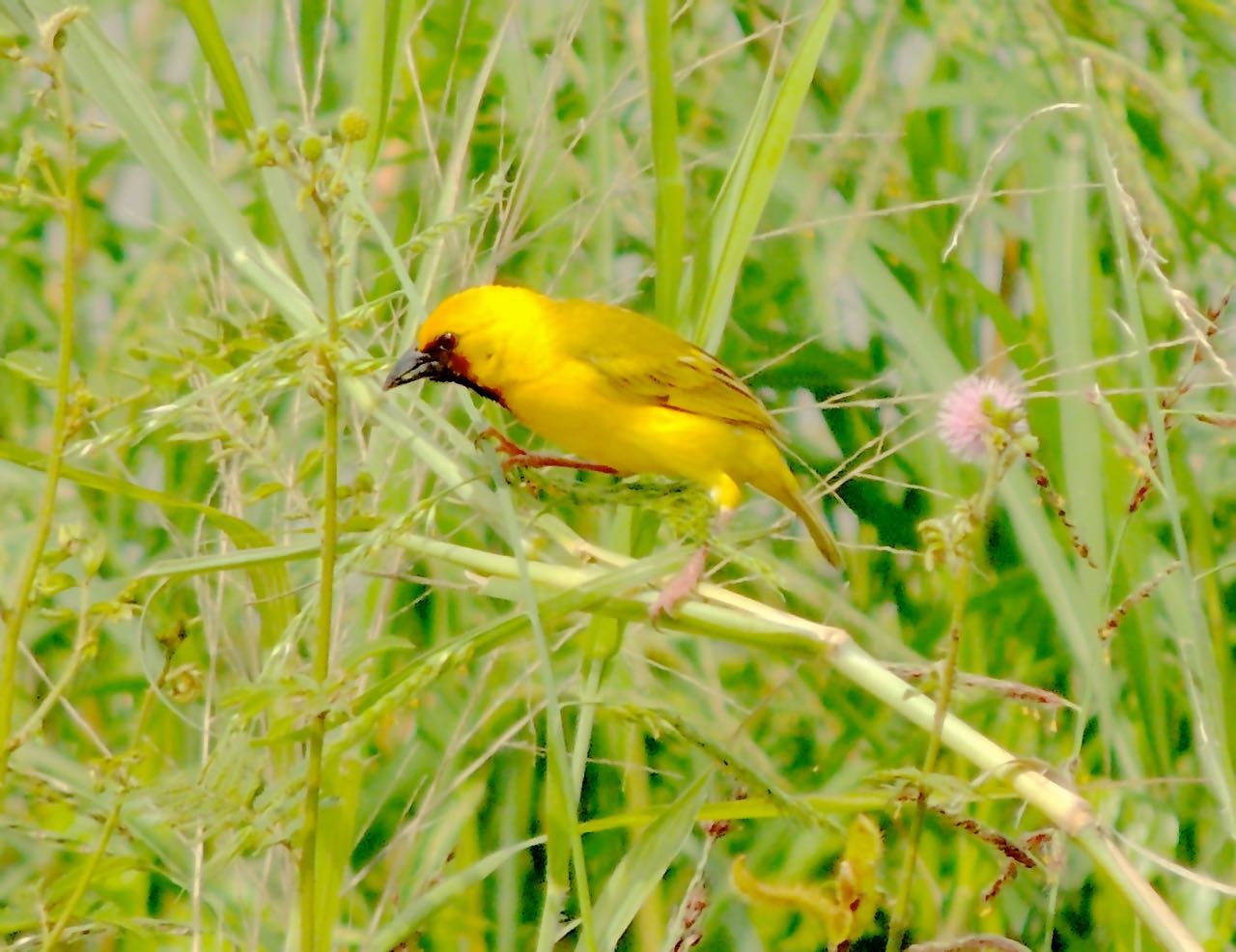 Kilombero Weaver