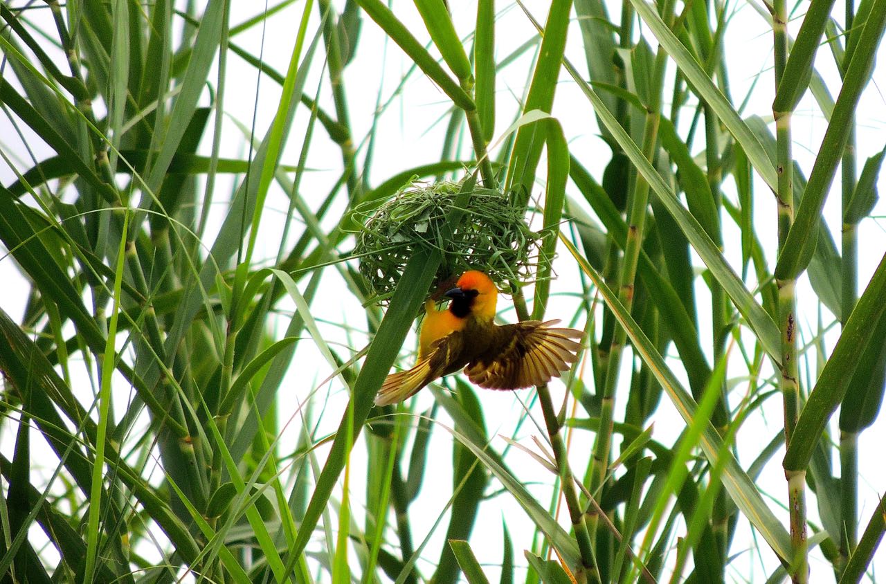 Kilombero Weaver