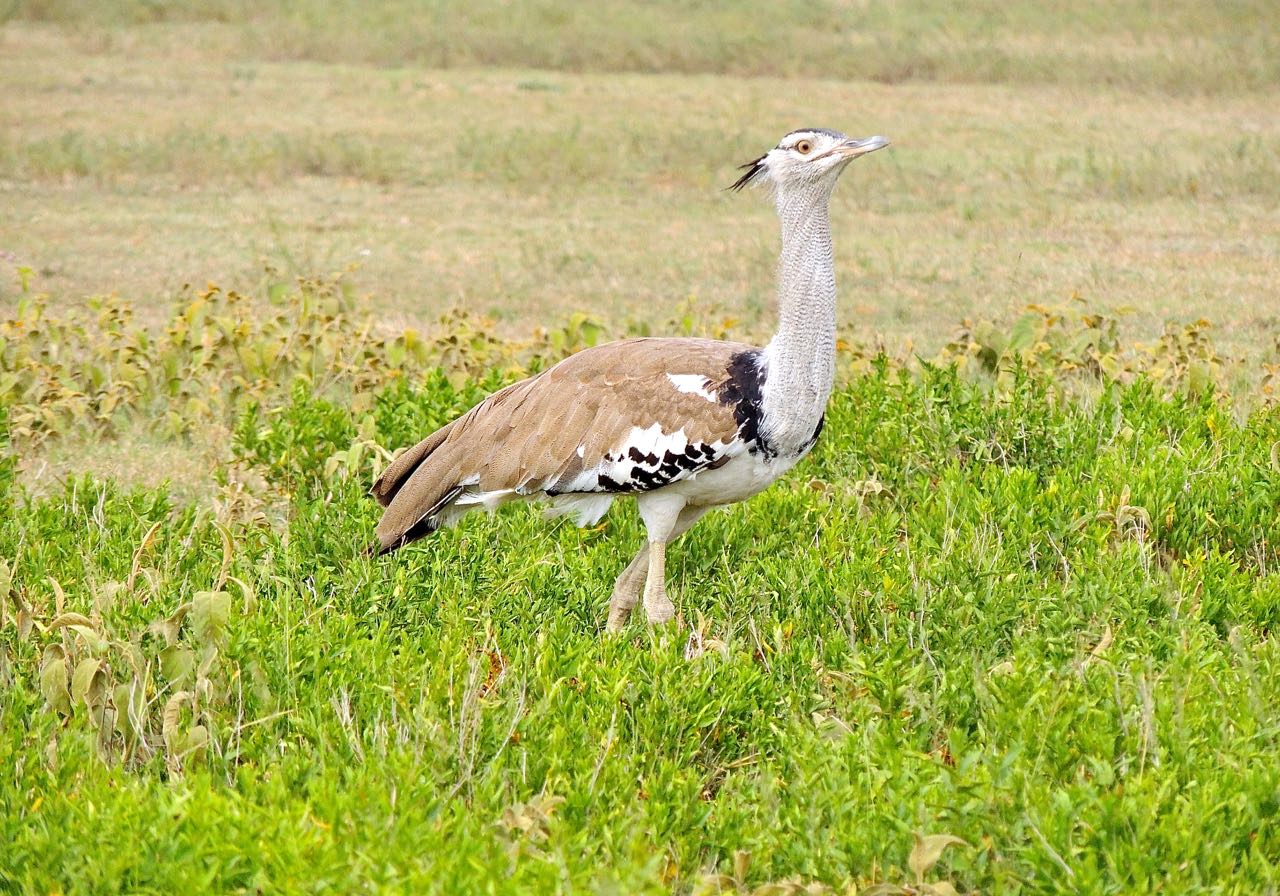 Kori Bustard