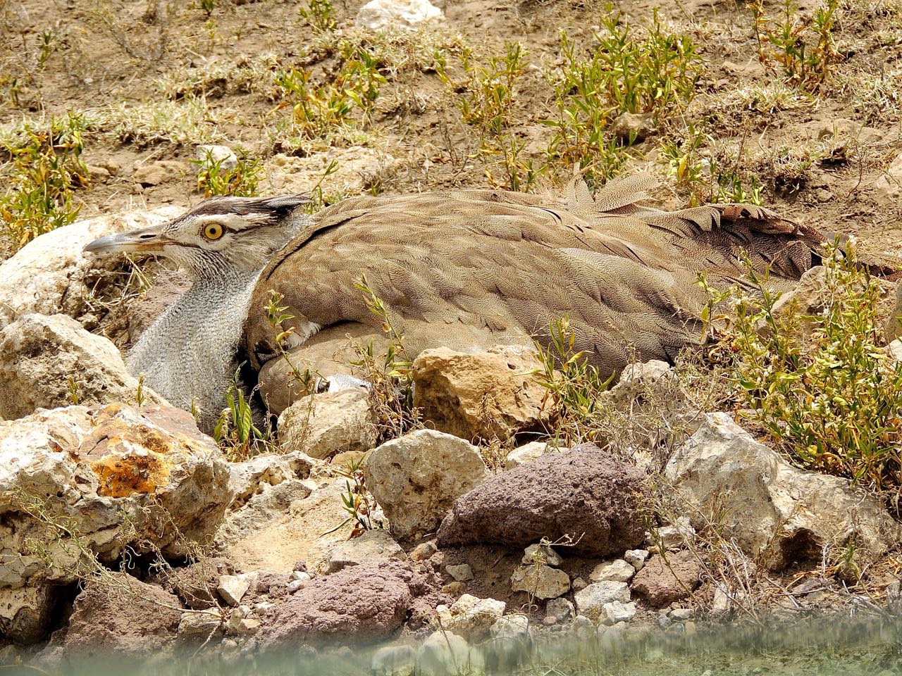 Kori Bustard