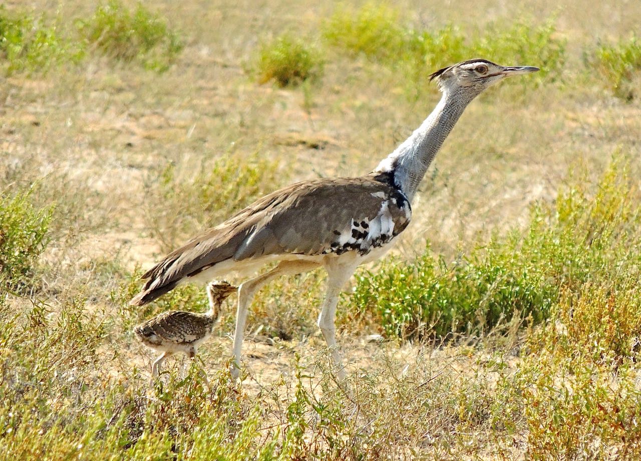 Kori Bustard