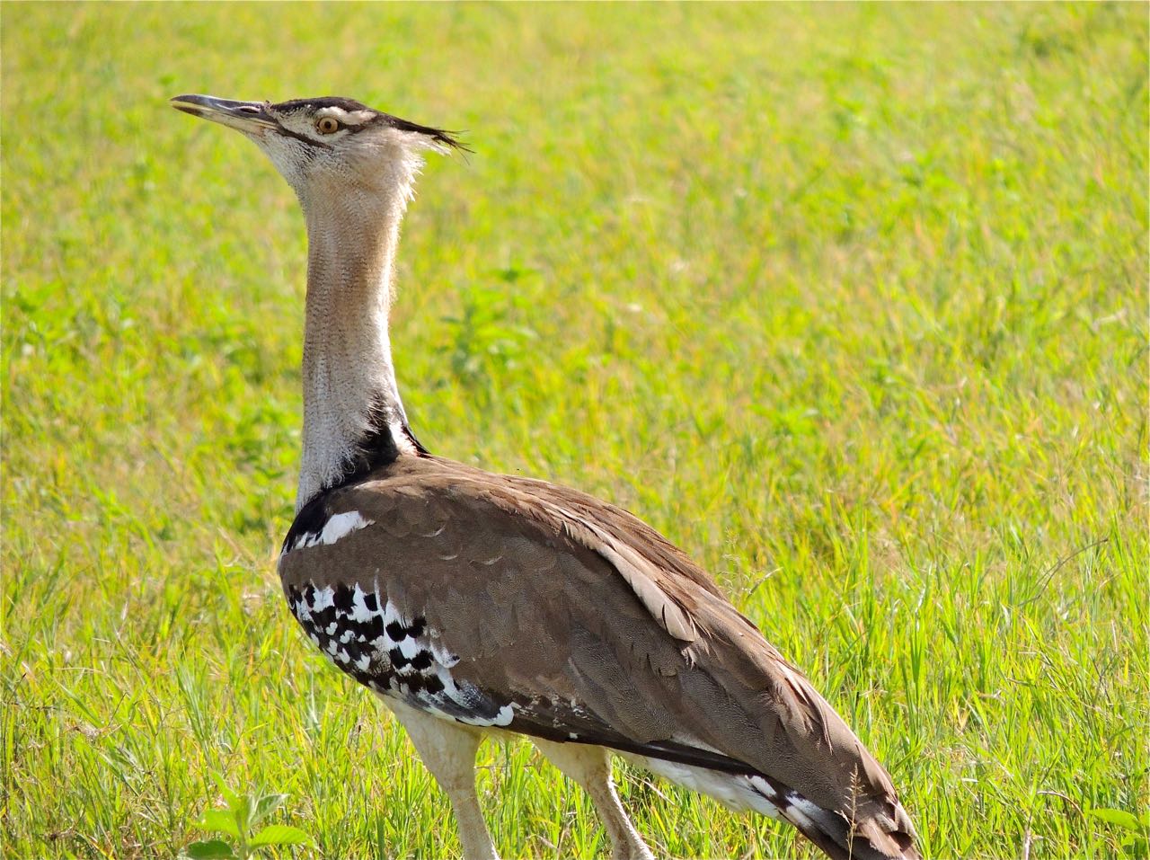 Kori Bustard