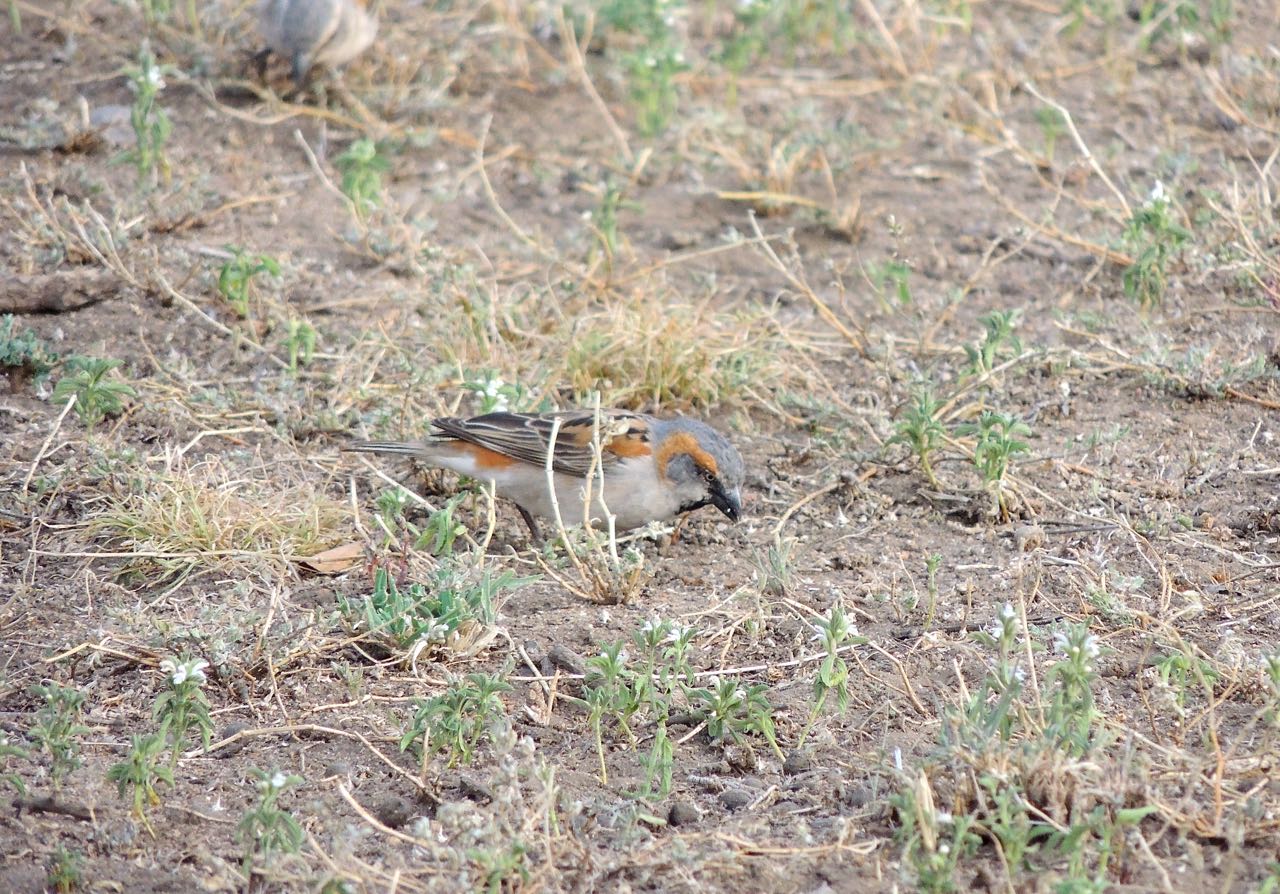 Kenya Rufous Sparrow