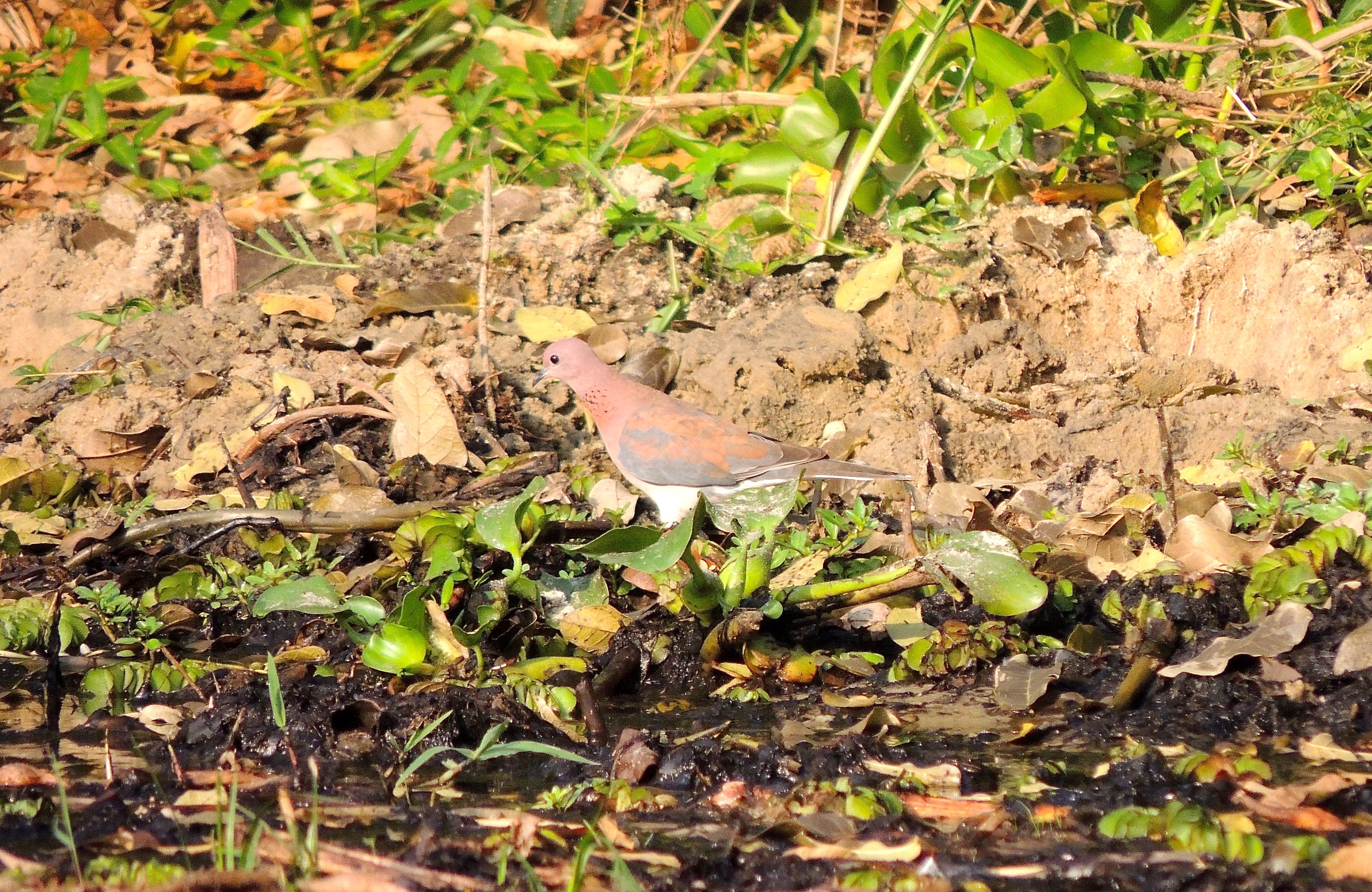 Laughing Dove