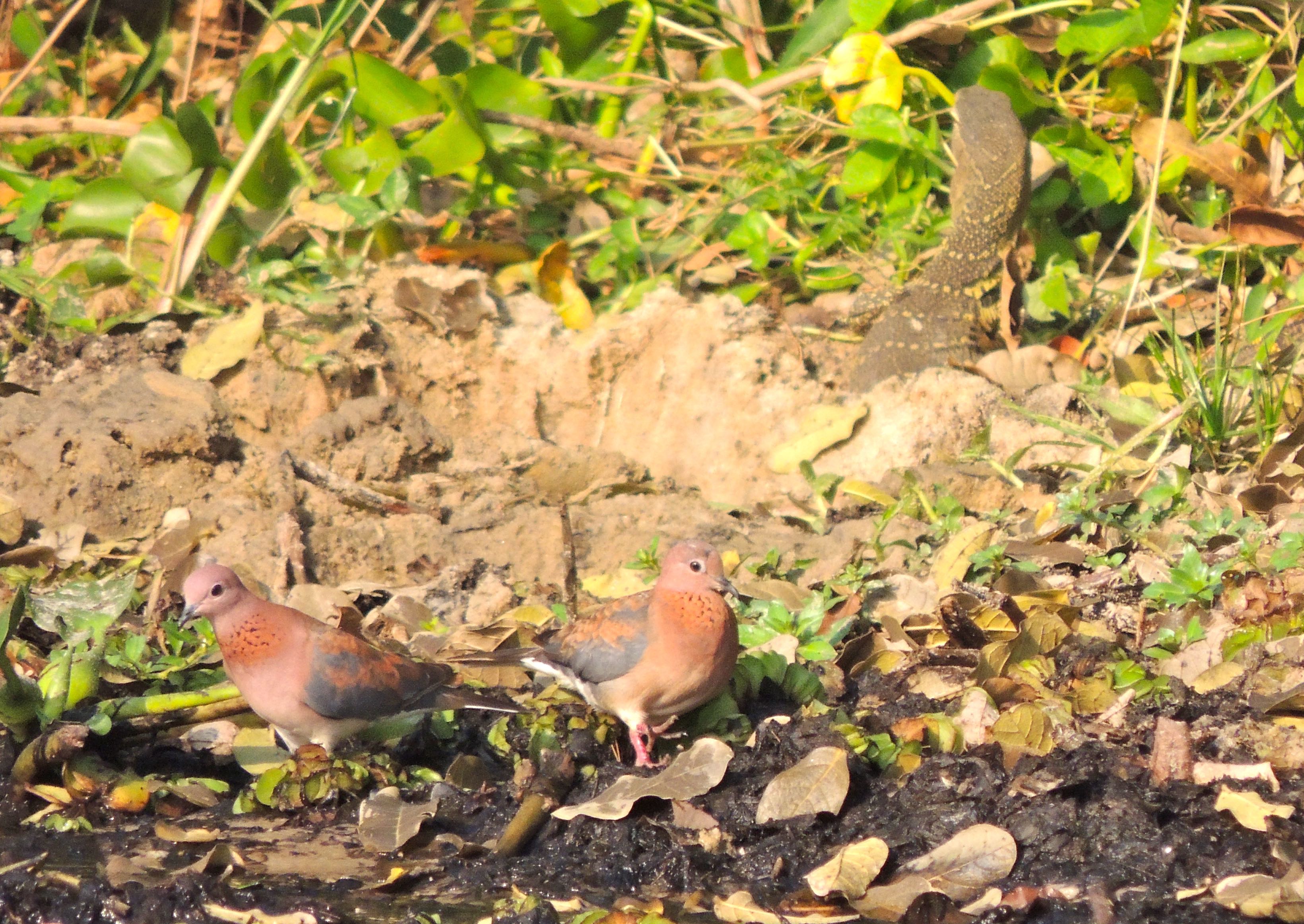 Laughing Doves and Lace Monitor