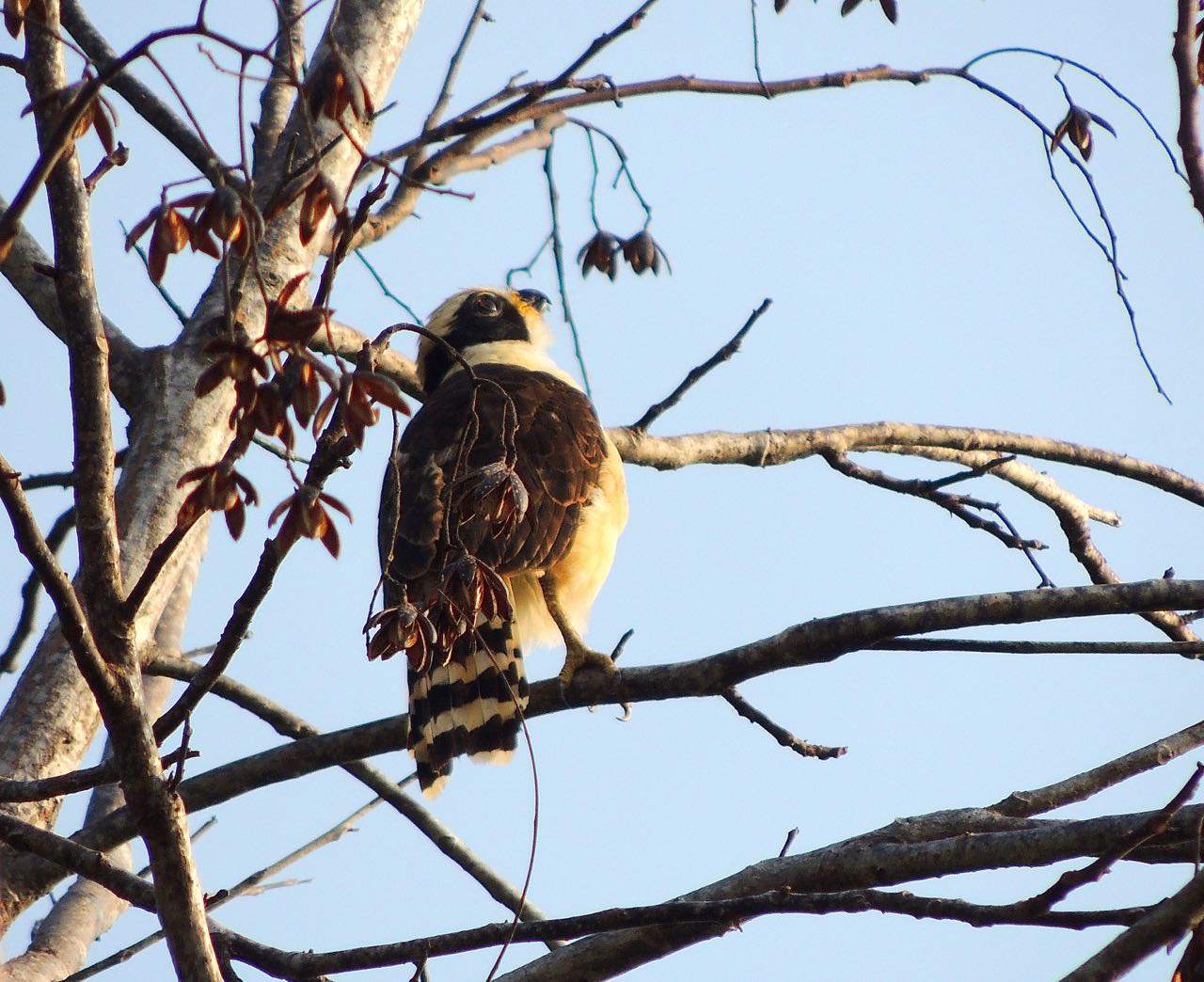 Laughing Falcon