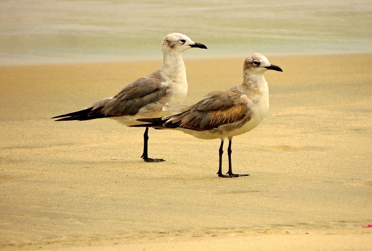 Laughing Gulls