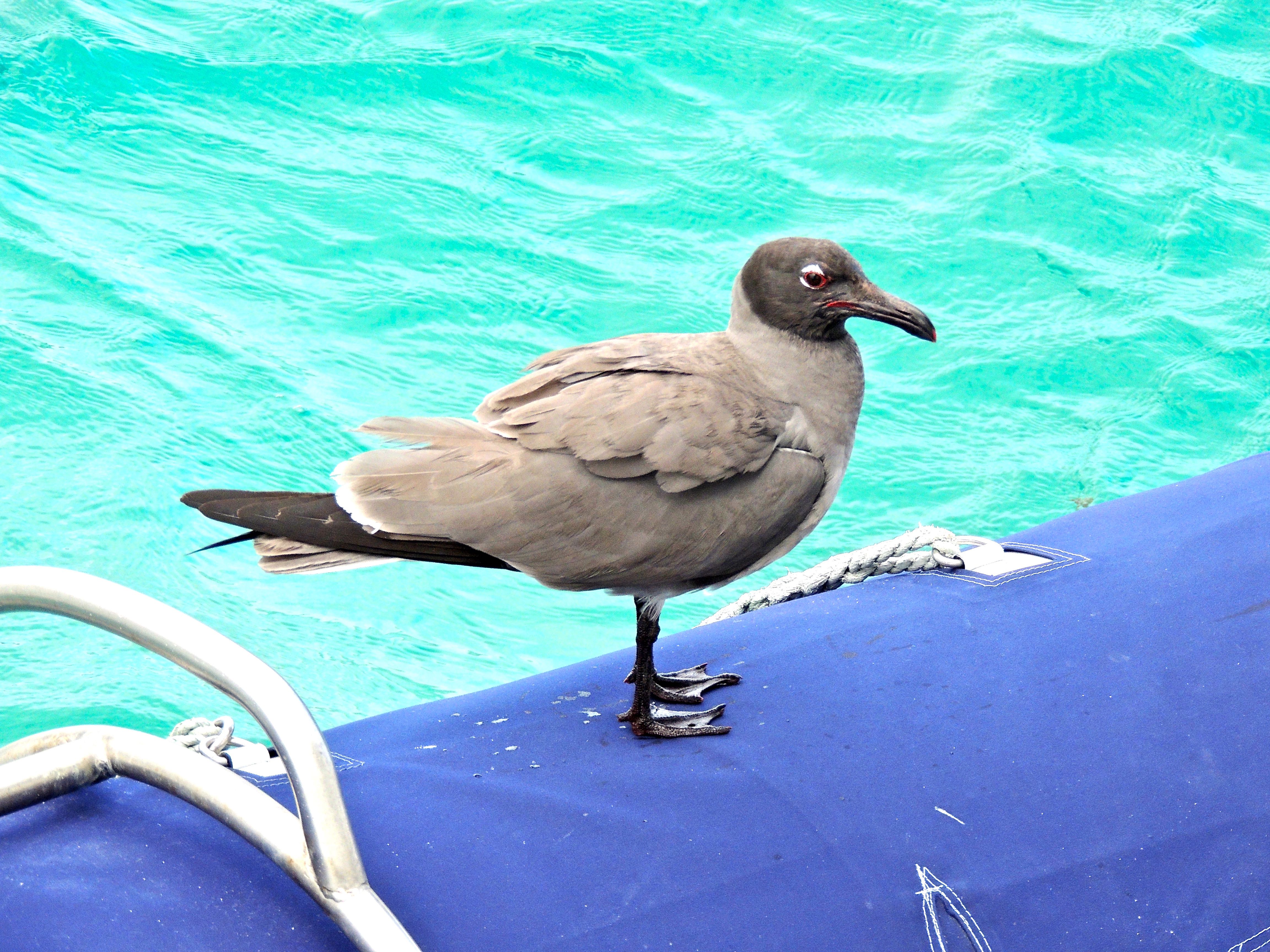 Lava Gull