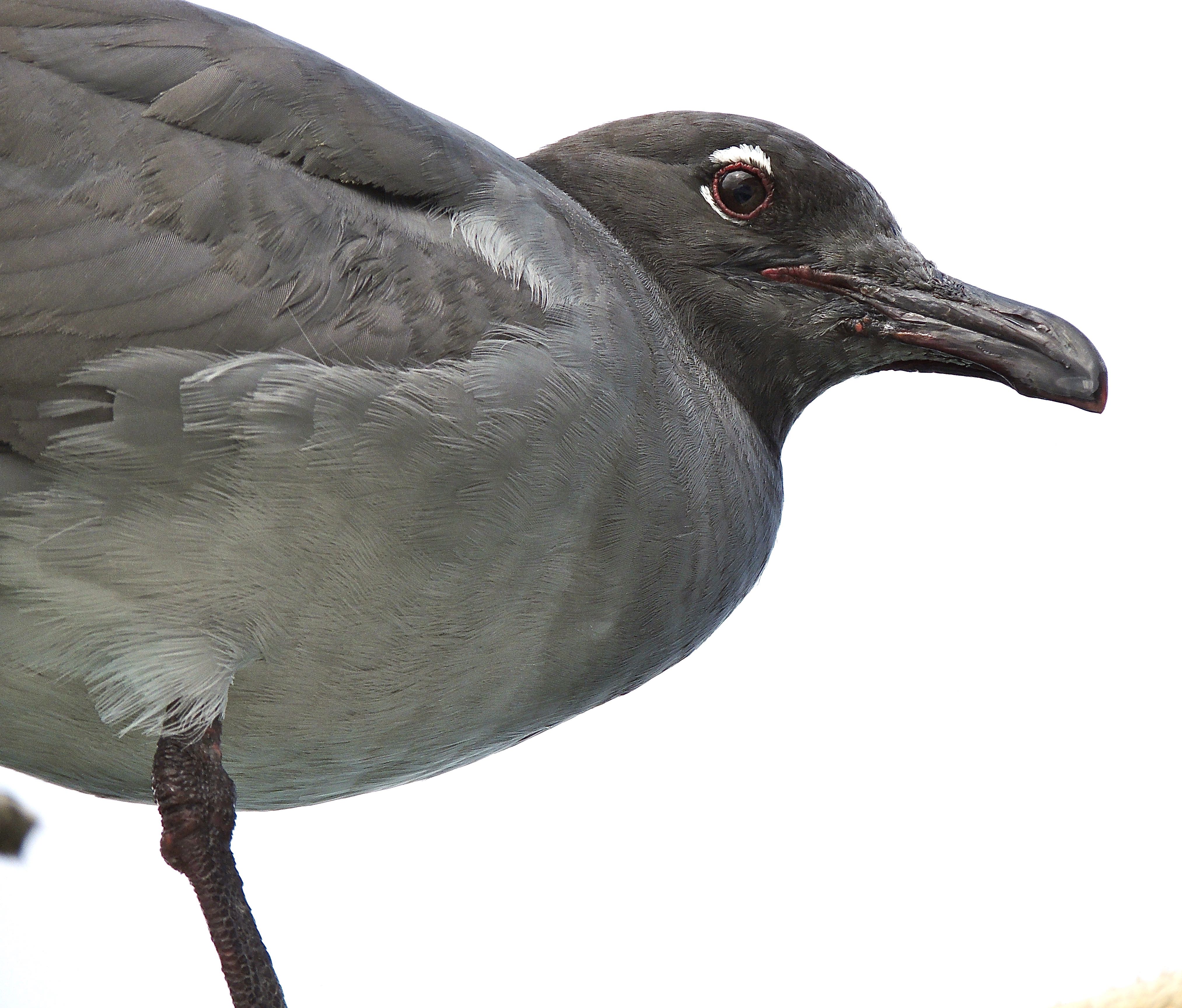 Lava Gull